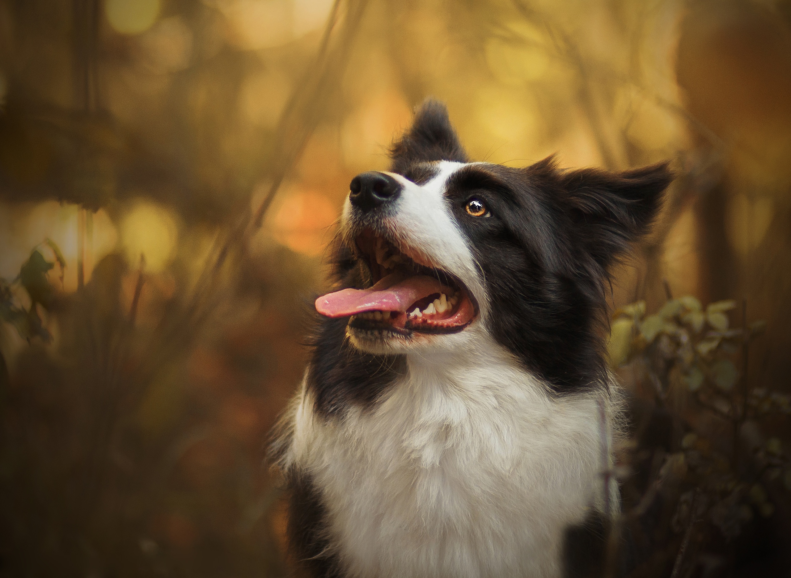 Download mobile wallpaper Dogs, Dog, Animal, Border Collie for free.