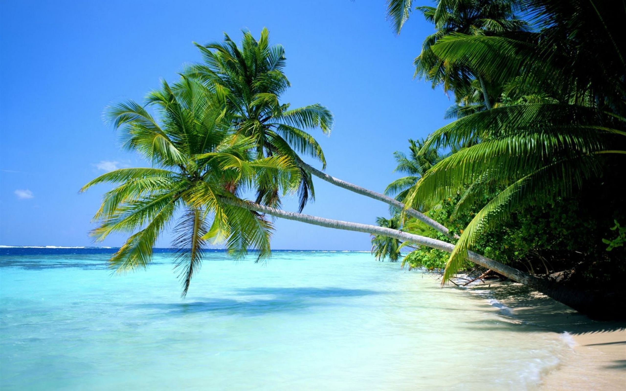 36036 скачать картинку пальмы, пейзаж, пляж - обои и заставки бесплатно