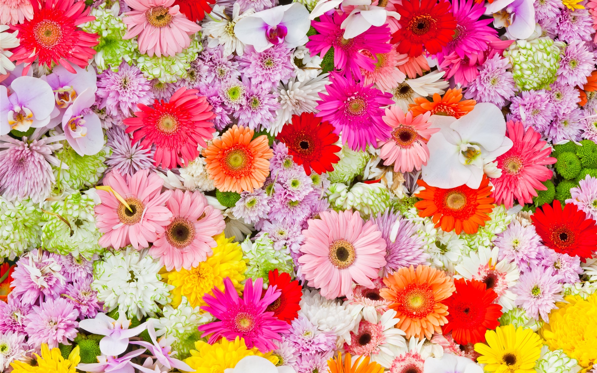 Baixar papel de parede para celular de Flores, Flor, Cores, Colorido, Primavera, Terra/natureza gratuito.