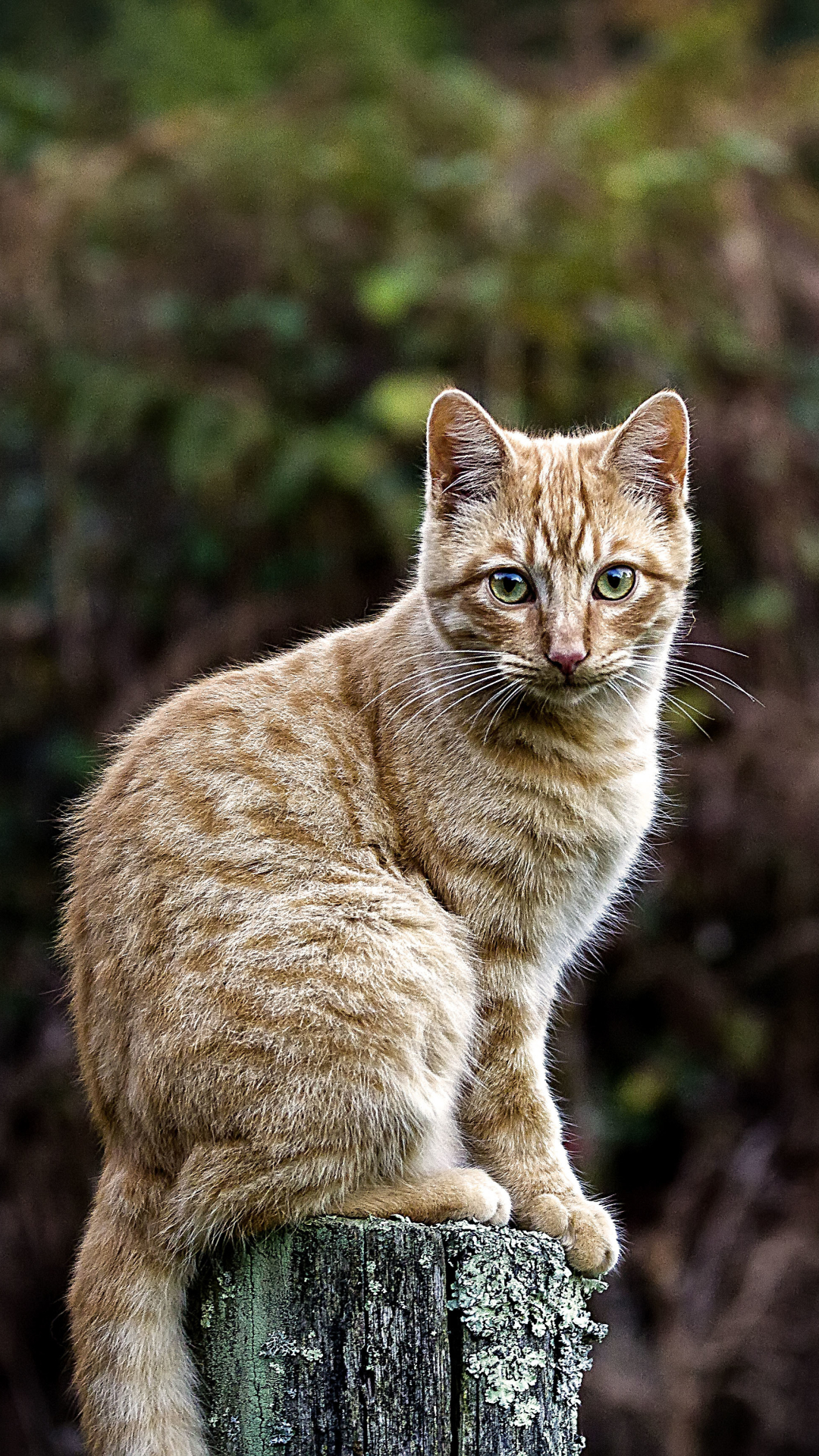 無料モバイル壁紙動物, ネコ, 猫, 見詰める, 被写界深度をダウンロードします。