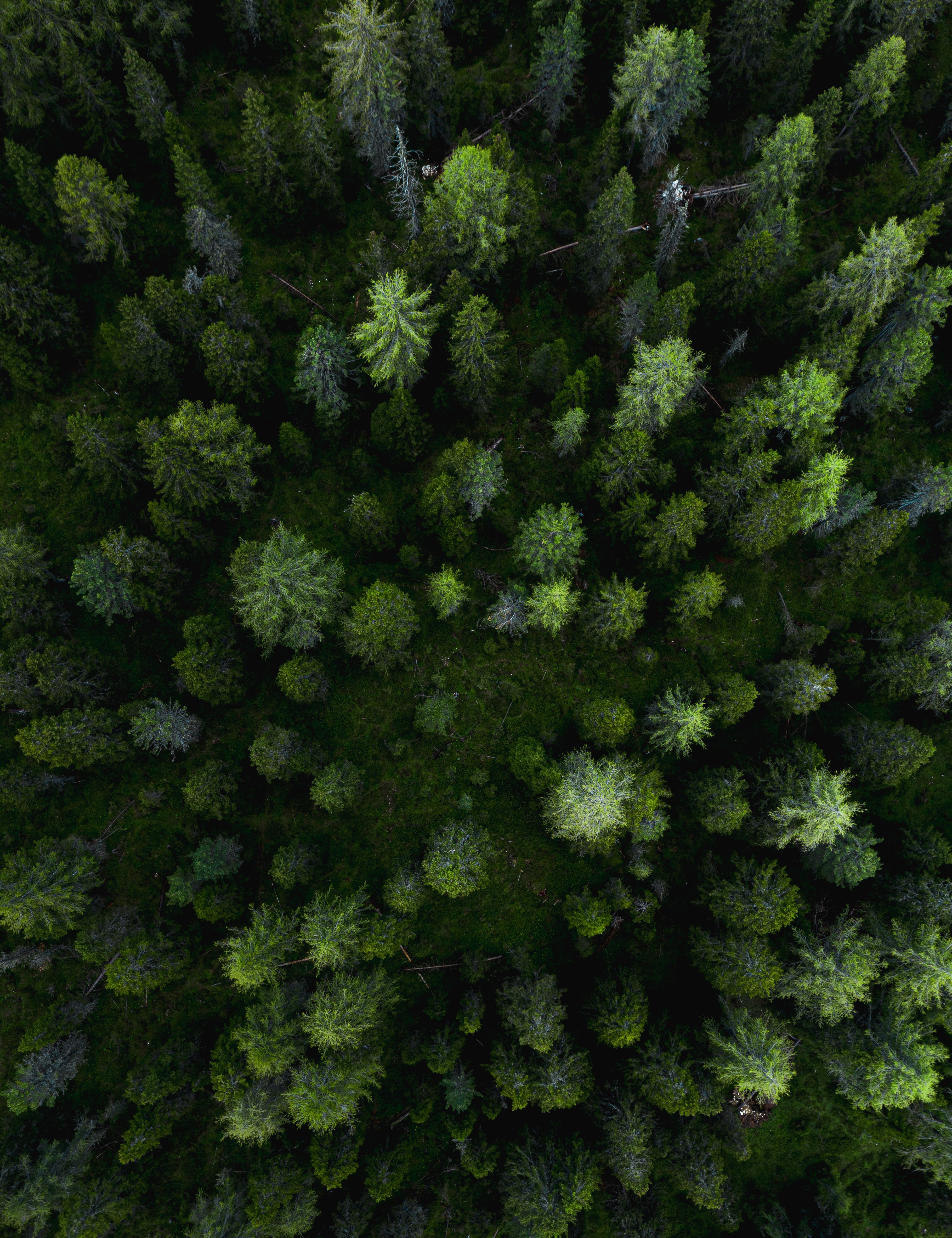 Скачать обои бесплатно Вид Сверху, Деревья, Зеленый, Природа, Лес, Сосны картинка на рабочий стол ПК