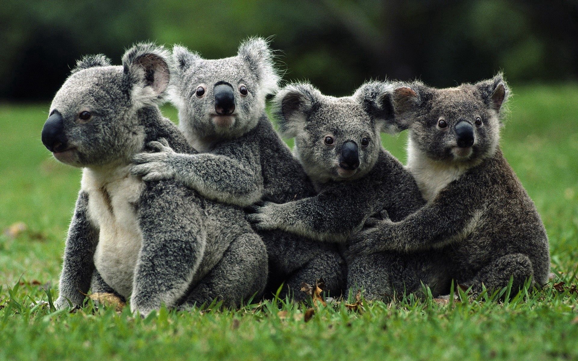 116418 télécharger le fond d'écran koalas, animaux, foule, sauvage - économiseurs d'écran et images gratuitement