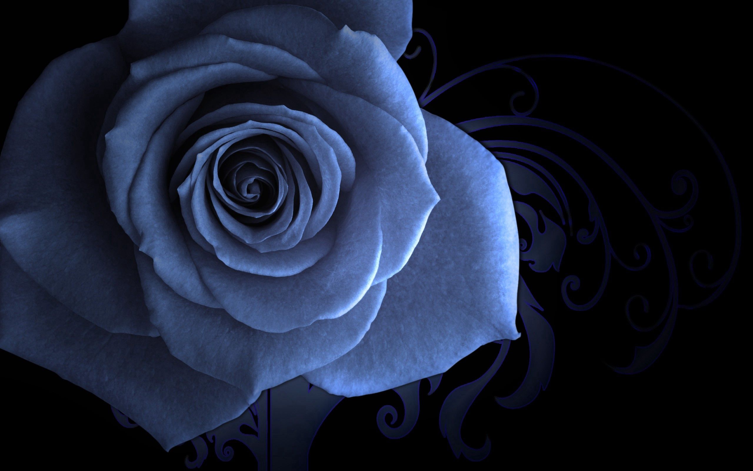 Download mobile wallpaper Macro, Flower, Rose, Petals, Rose Flower, Patterns, Background for free.