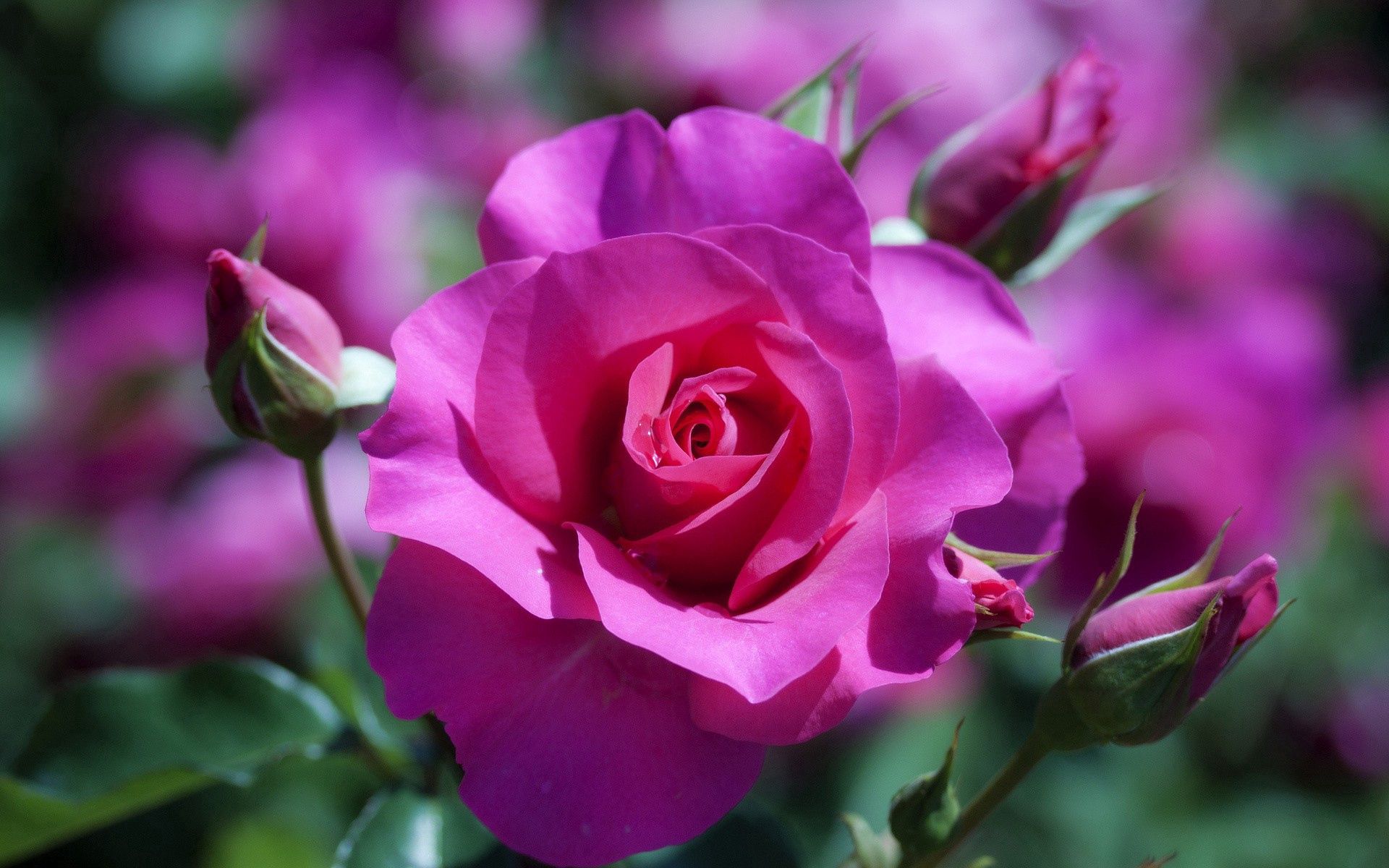 Free download wallpaper Rose, Bud, Stem, Stalk, Petals, Rose Flower, Flowers on your PC desktop