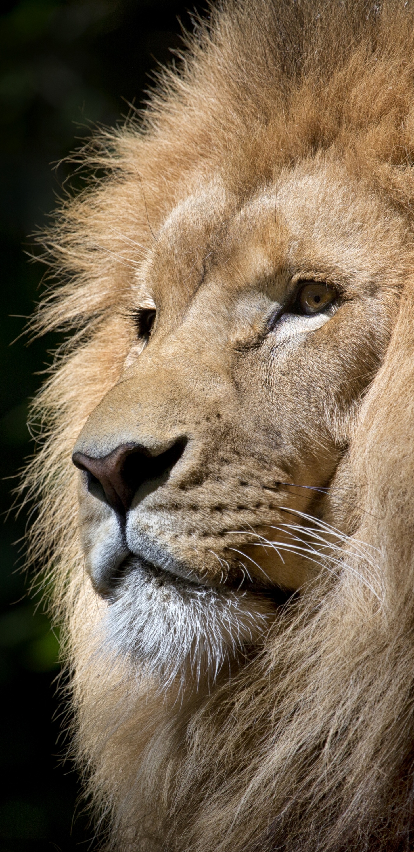 Téléchargez des papiers peints mobile Animaux, Chats, Lion gratuitement.