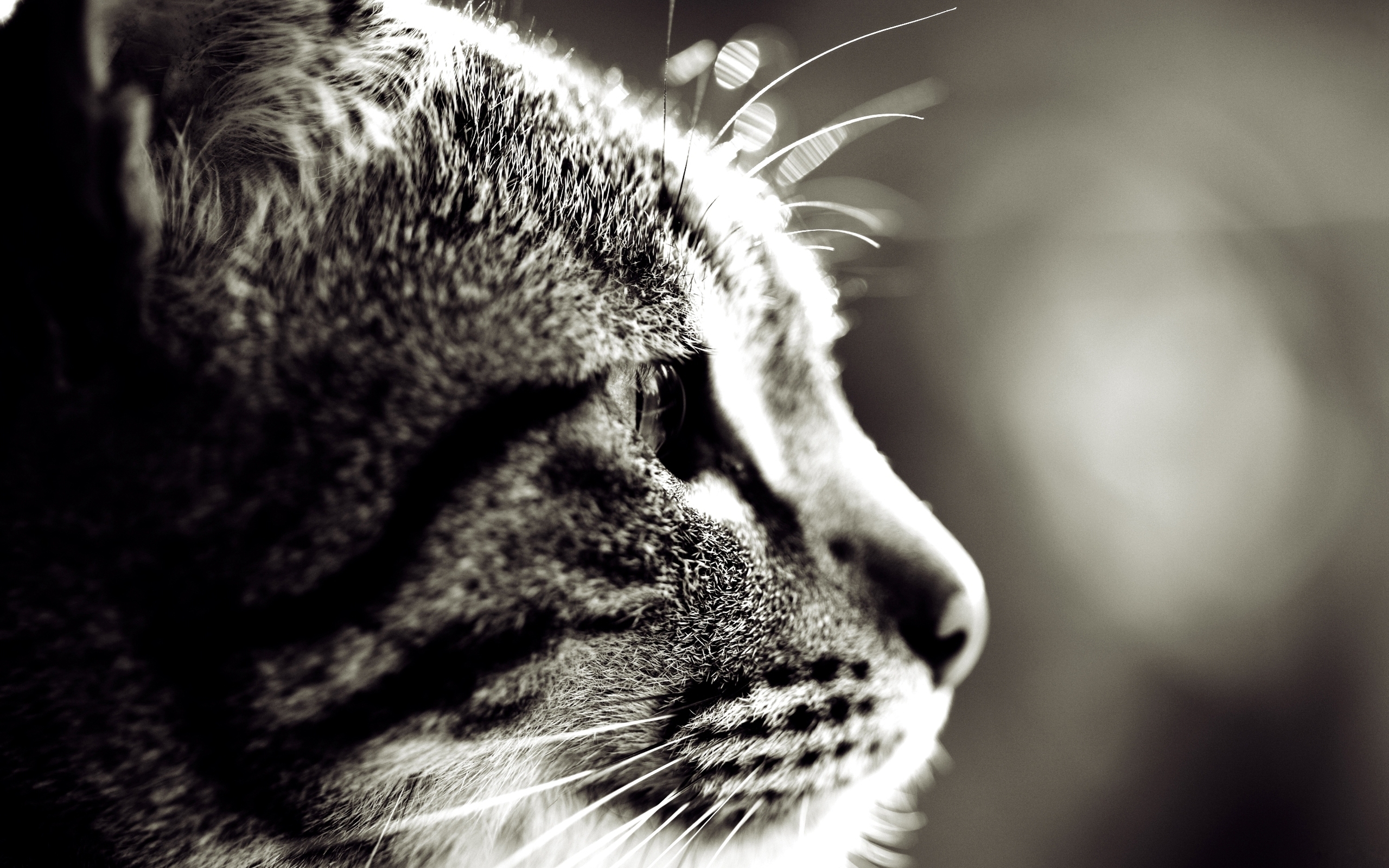 Free download wallpaper Cat, Animal on your PC desktop