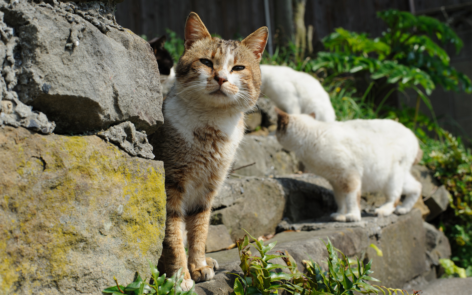 PCデスクトップに動物, ネコ, 猫画像を無料でダウンロード