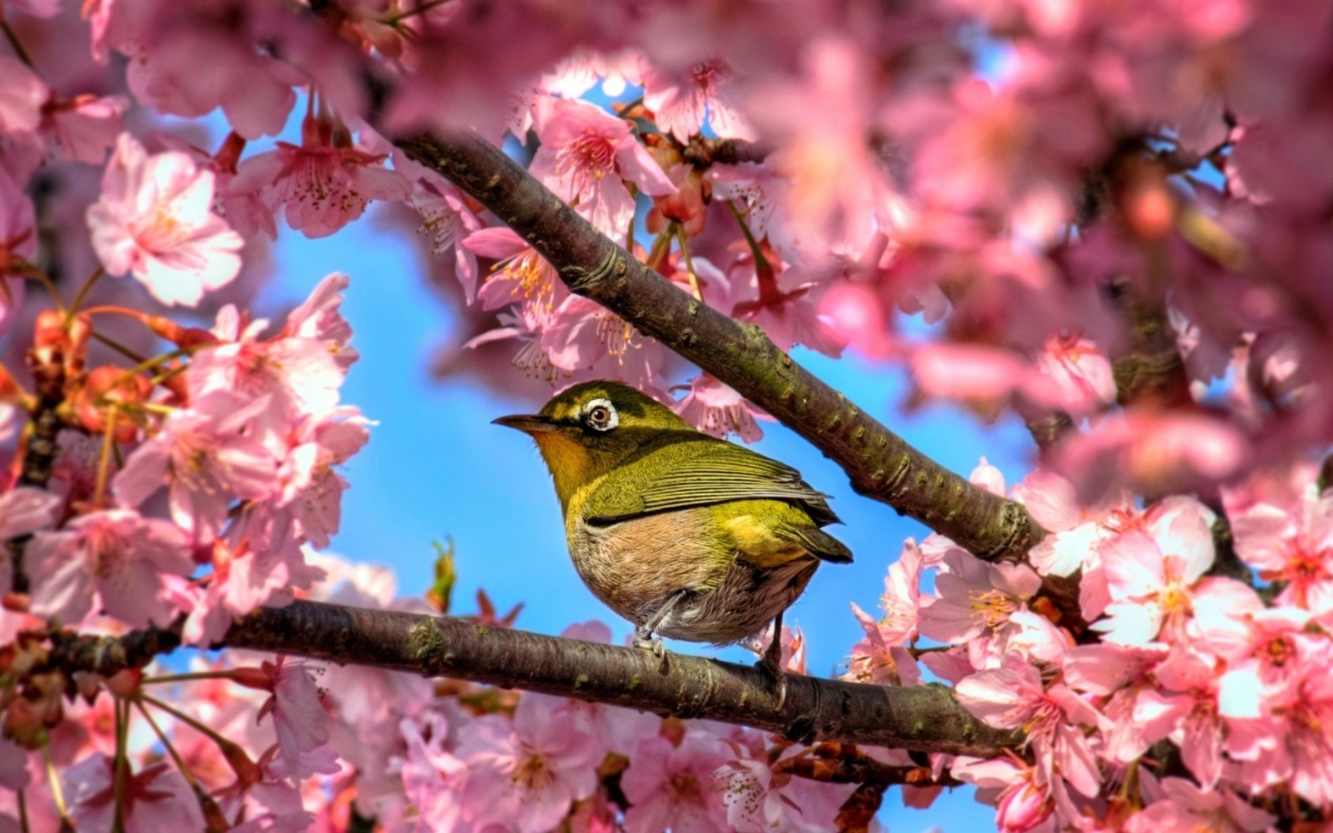 Free download wallpaper Birds, Bird, Animal on your PC desktop