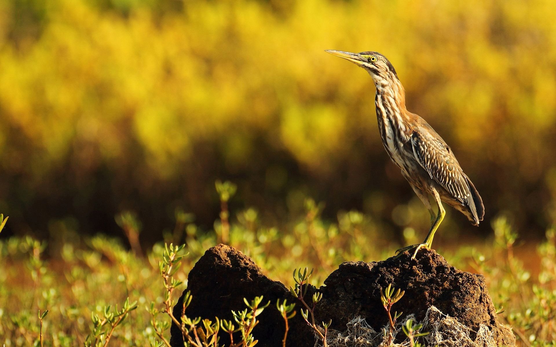 Free download wallpaper Bird, Animal on your PC desktop