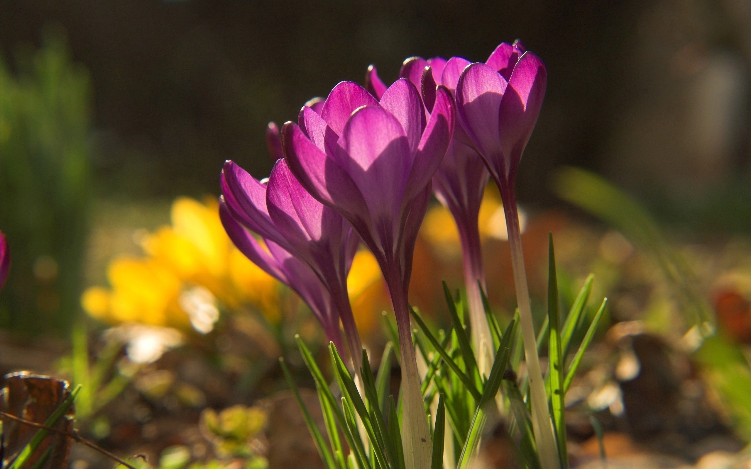spring, grass, snowdrops, macro, shine, light, petals, shadow Image for desktop