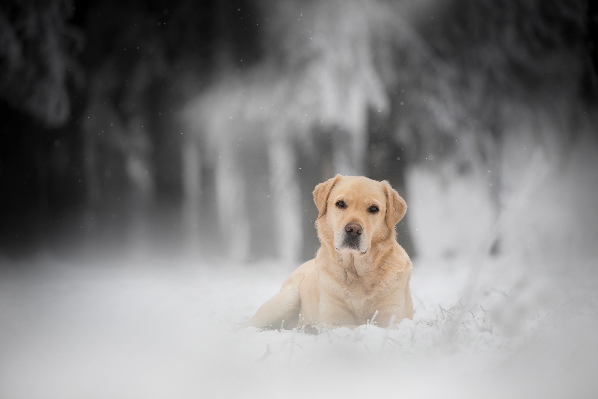 無料モバイル壁紙動物, 冬, 雪, 犬, ラブラドール・レトリバーをダウンロードします。