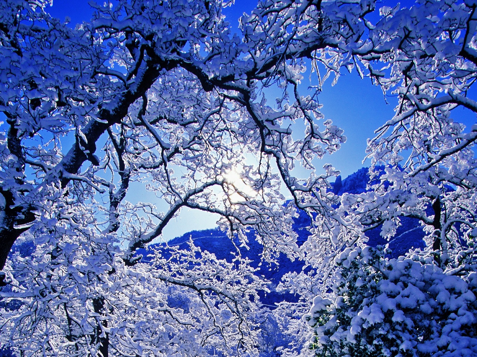 無料モバイル壁紙冬, 木, 雪, 青い, ブランチ, 地球, 空をダウンロードします。