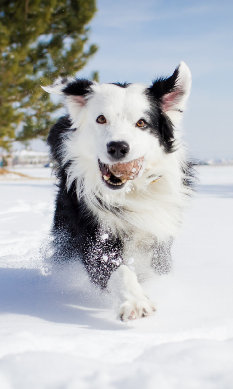 Descarga gratuita de fondo de pantalla para móvil de Animales, Invierno, Perros, Nieve, Perro, Collie De La Frontera.