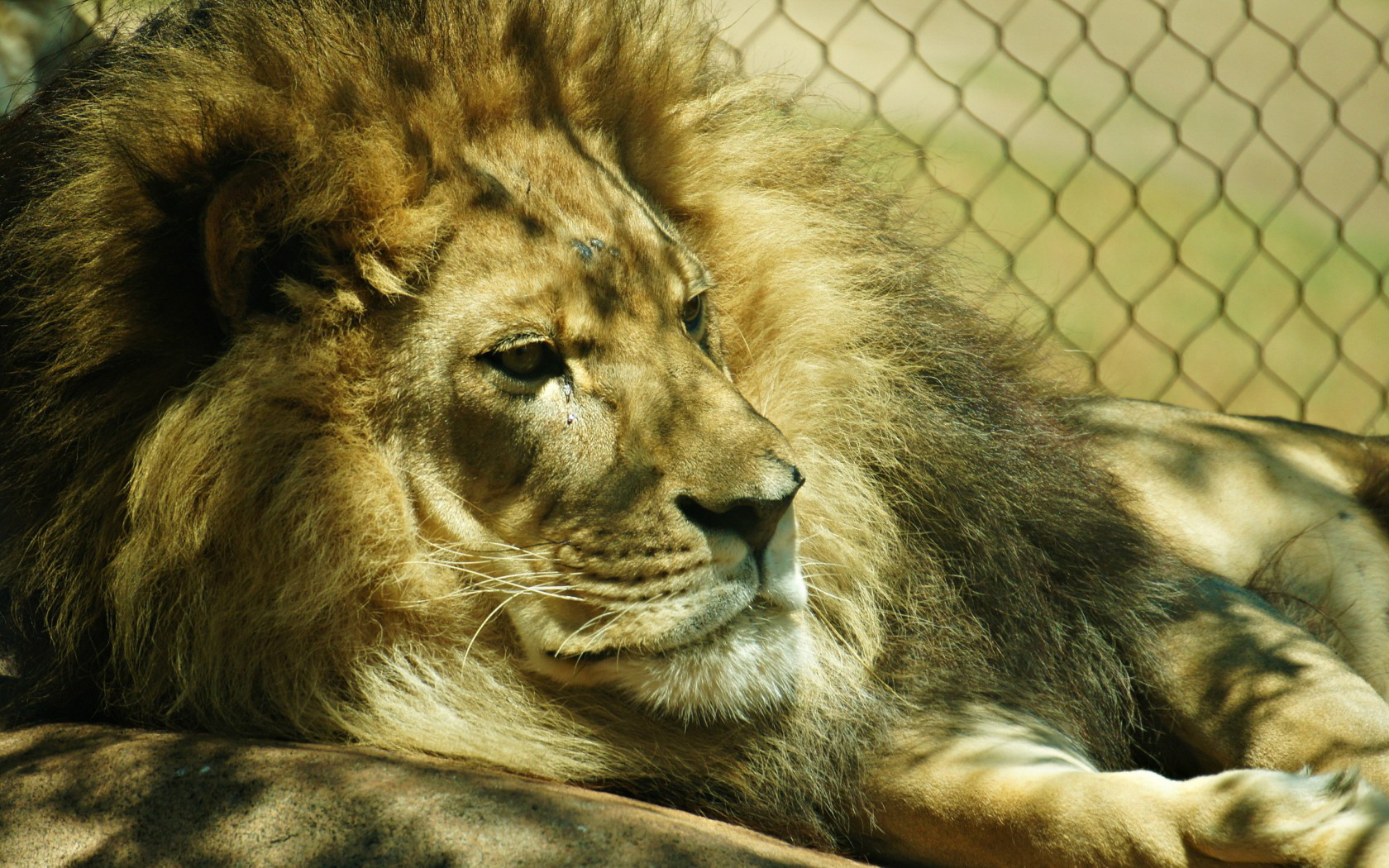 Descarga gratuita de fondo de pantalla para móvil de Animales, Gatos, León.