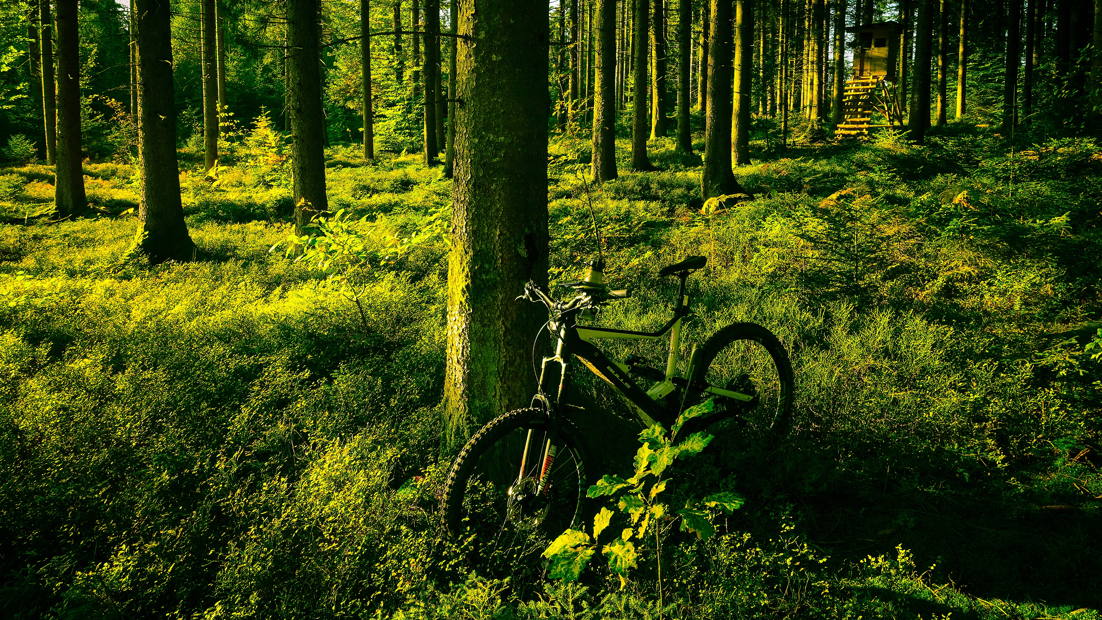 vehicles, bicycle, forest, greenery, trunk, vegetation
