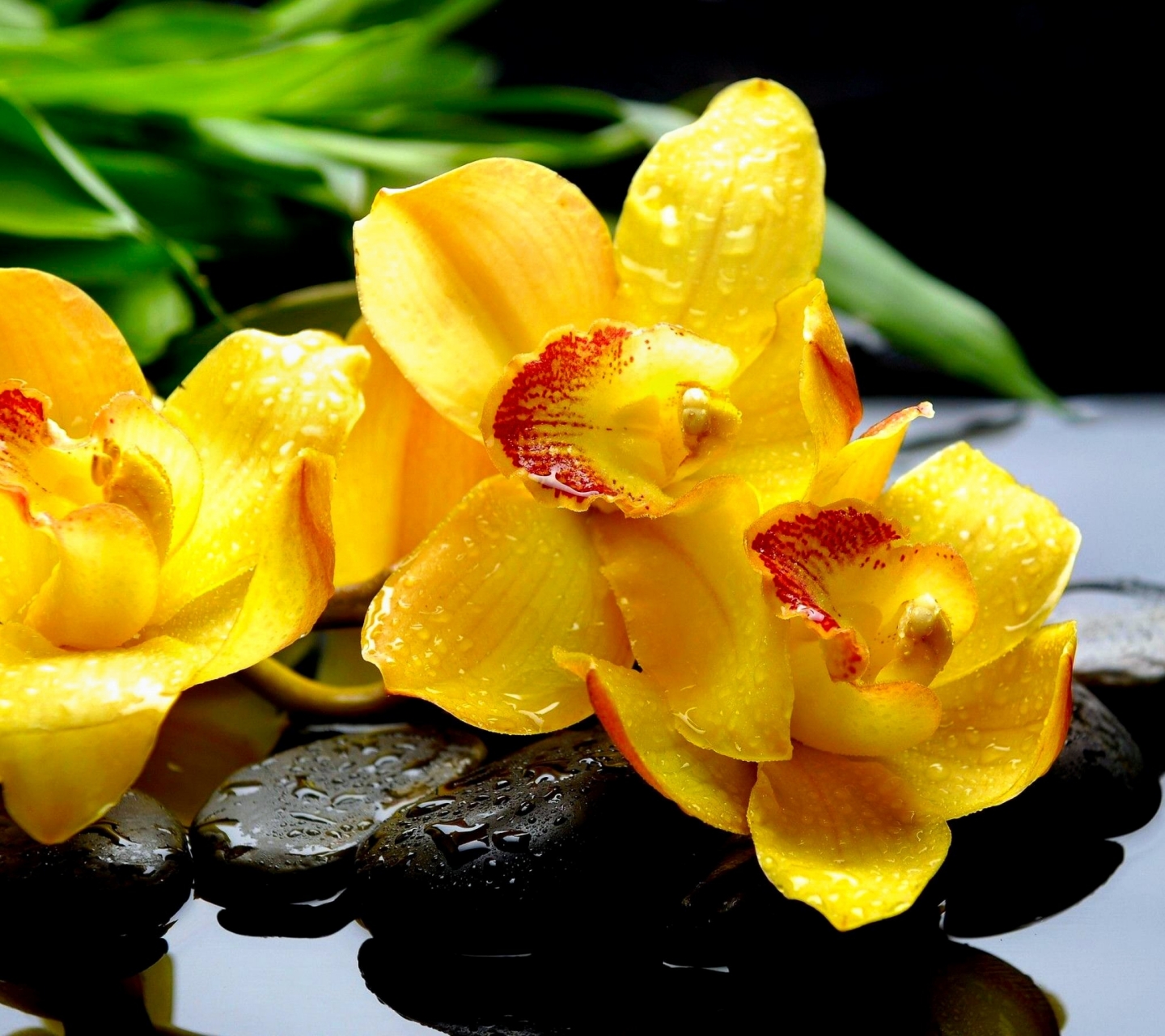 Handy-Wallpaper Blumen, Wasser, Blume, Stein, Frühling, Orchidee, Gelbe Blume, Zen, Erde/natur kostenlos herunterladen.