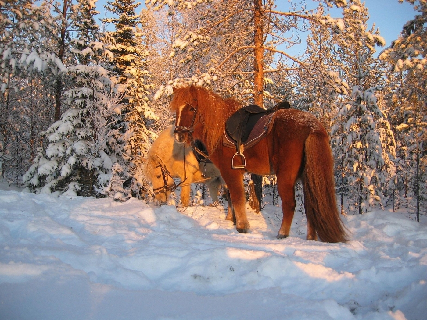 Скачать картинку Зима, Снег, Лошади, Животные в телефон бесплатно.
