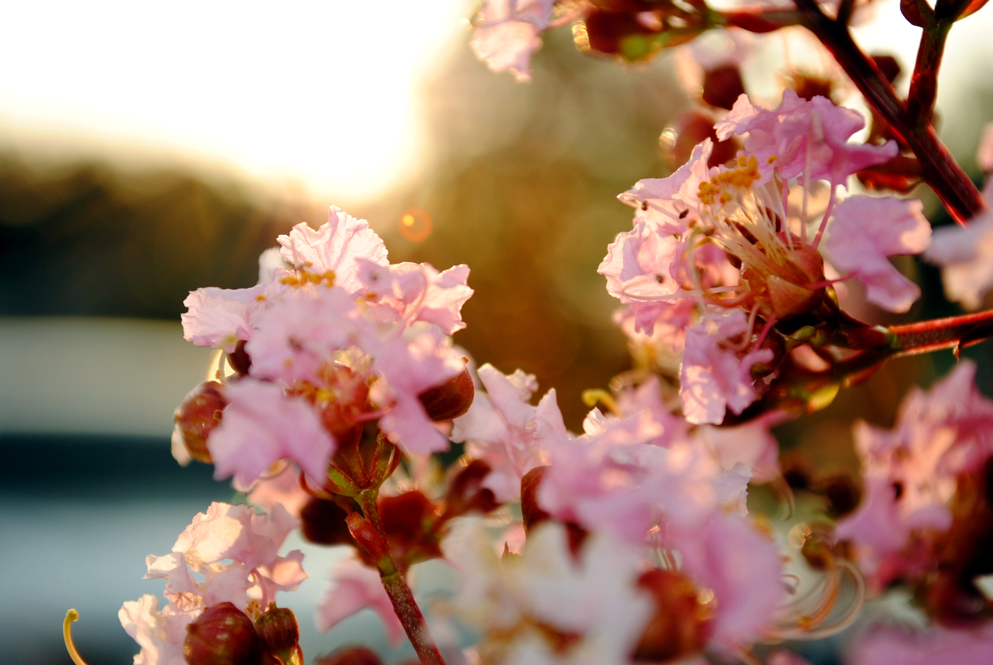 163471 descargar fondo de pantalla flor de cerezo, flor, flores, tierra/naturaleza, florecer, pastel, sakura, primavera: protectores de pantalla e imágenes gratis
