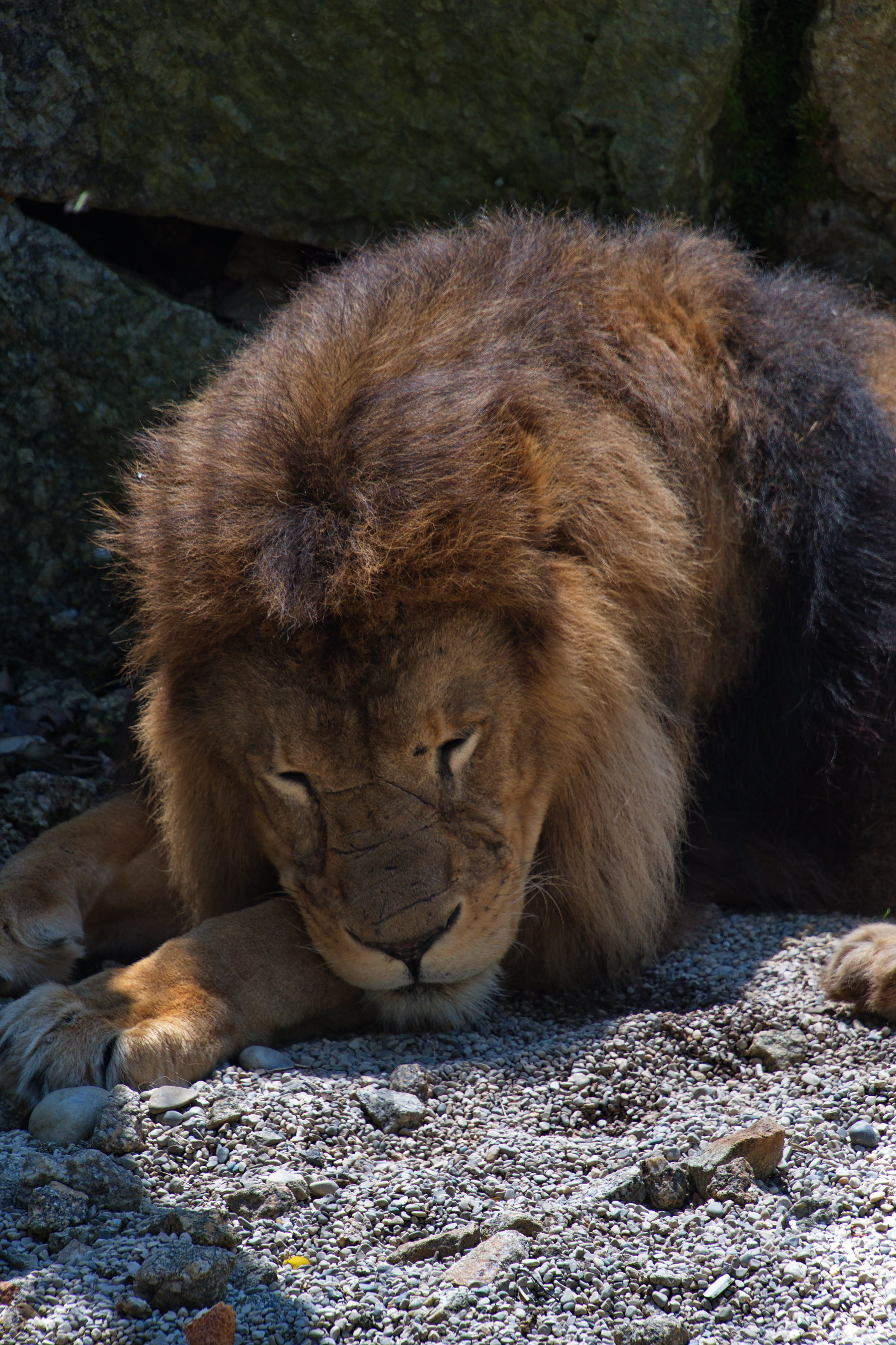 109050 descargar imagen animales, un leon, león, depredador, gato grande, dormir, soñar: fondos de pantalla y protectores de pantalla gratis