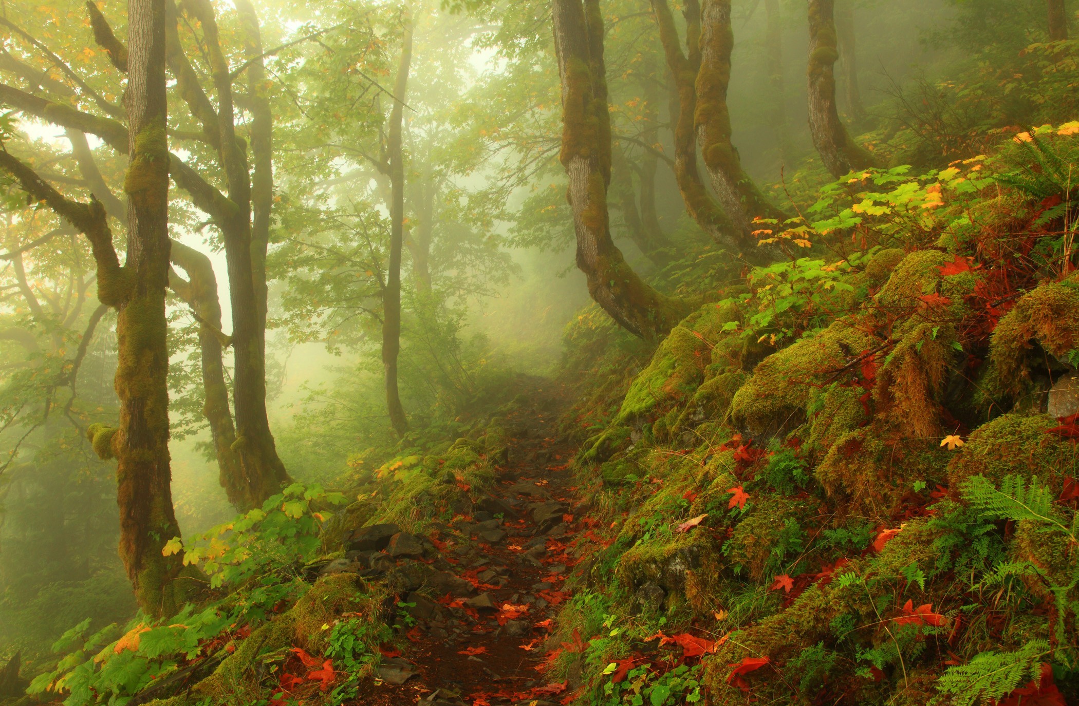 Téléchargez gratuitement l'image Forêt, Terre/nature sur le bureau de votre PC