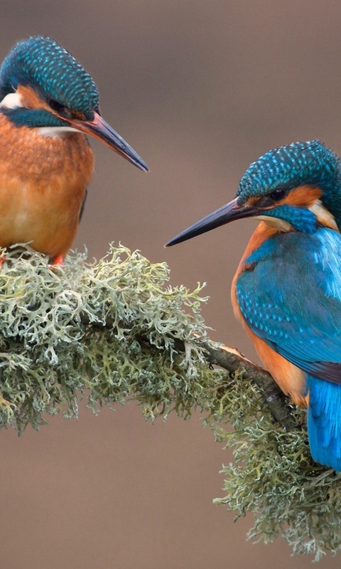 Download mobile wallpaper Birds, Bird, Animal, Kingfisher for free.