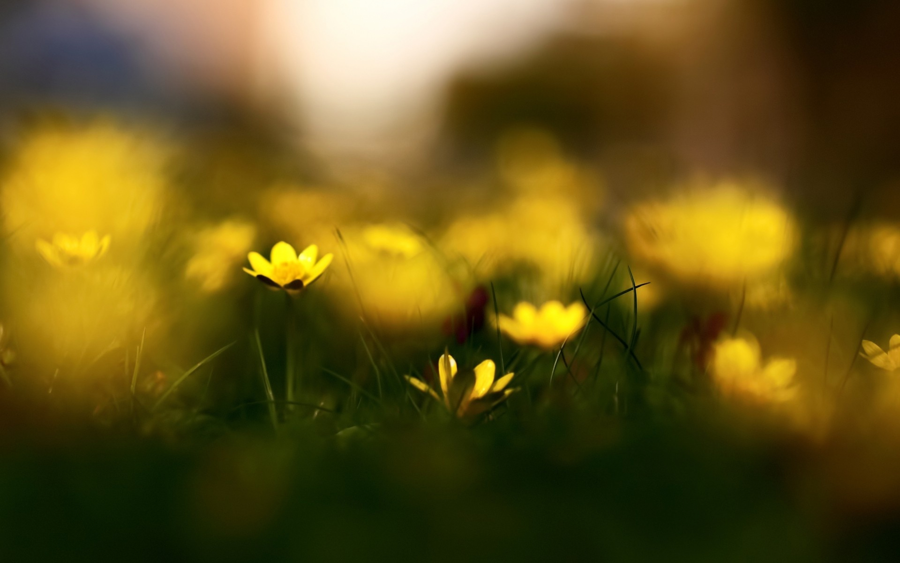 Free download wallpaper Flowers, Flower, Earth, Yellow Flower on your PC desktop