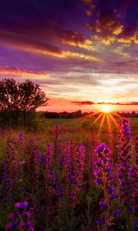 Download mobile wallpaper Sunset, Sun, Flower, Tree, Earth, Field, Lupine, Purple Flower for free.