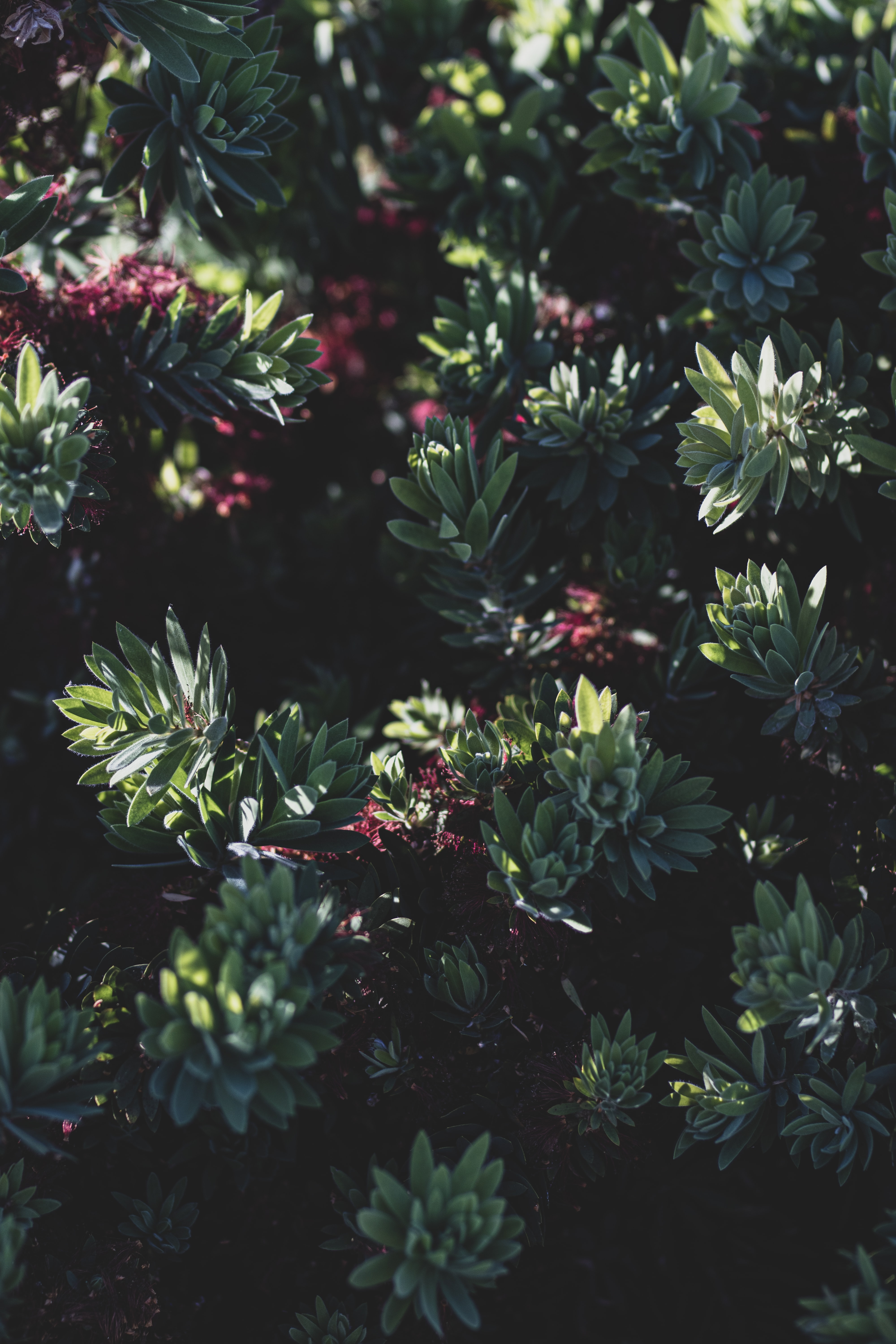 Free download wallpaper Bush, Flowering, Nature, Leaves, Plant, Bloom on your PC desktop