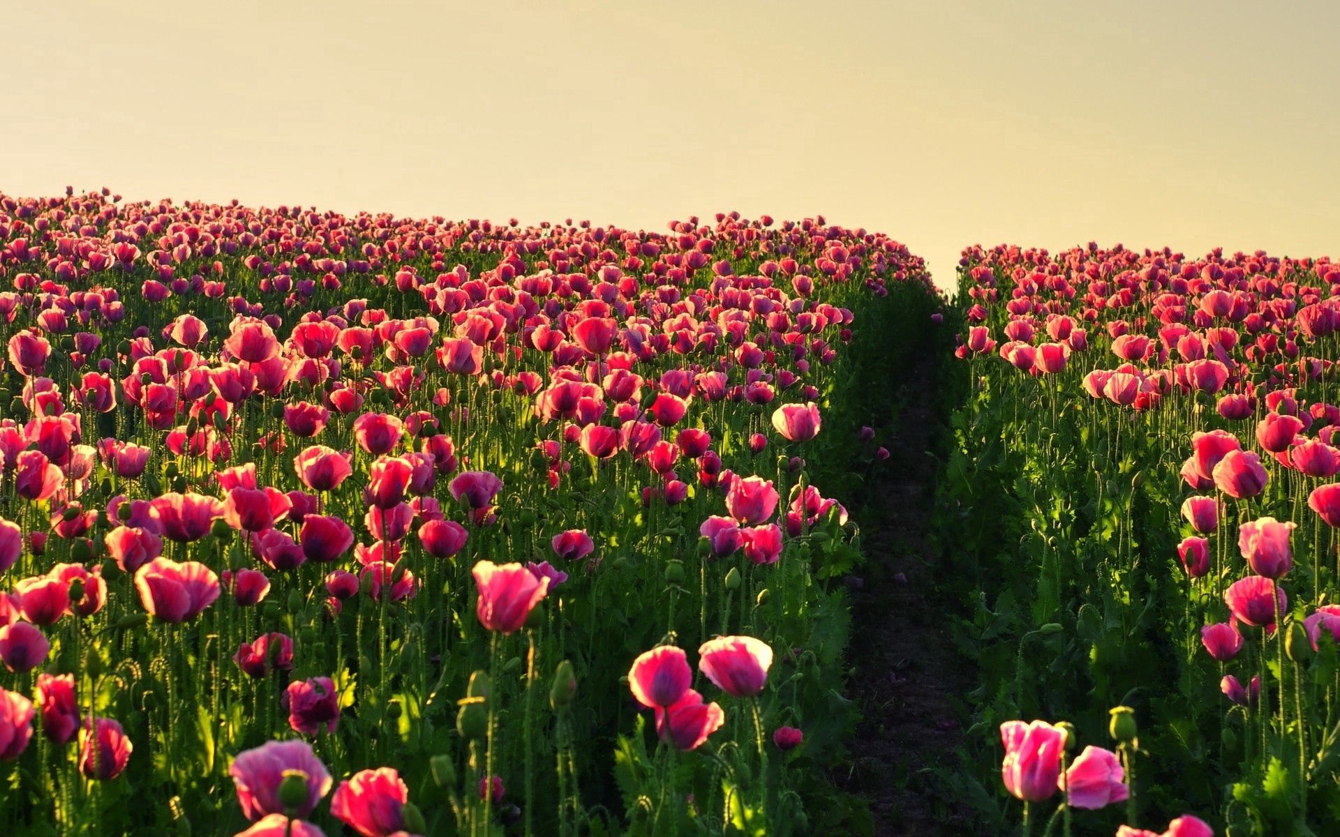 Free download wallpaper Flowers, Sky, Poppies, Road, Greens, Evening, Field on your PC desktop