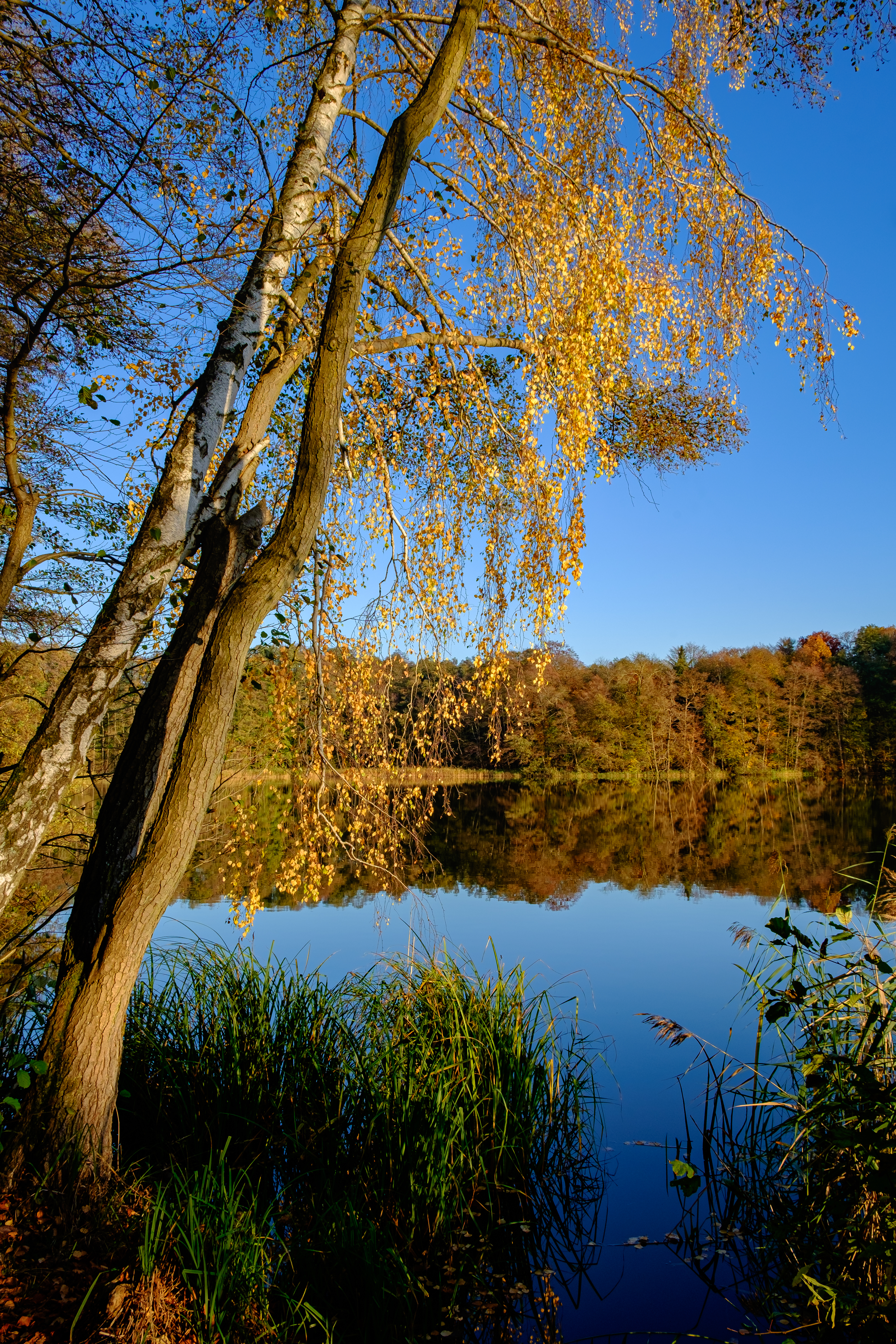 Download mobile wallpaper Reflection, Trees, Lake, Nature, Landscape, Autumn for free.