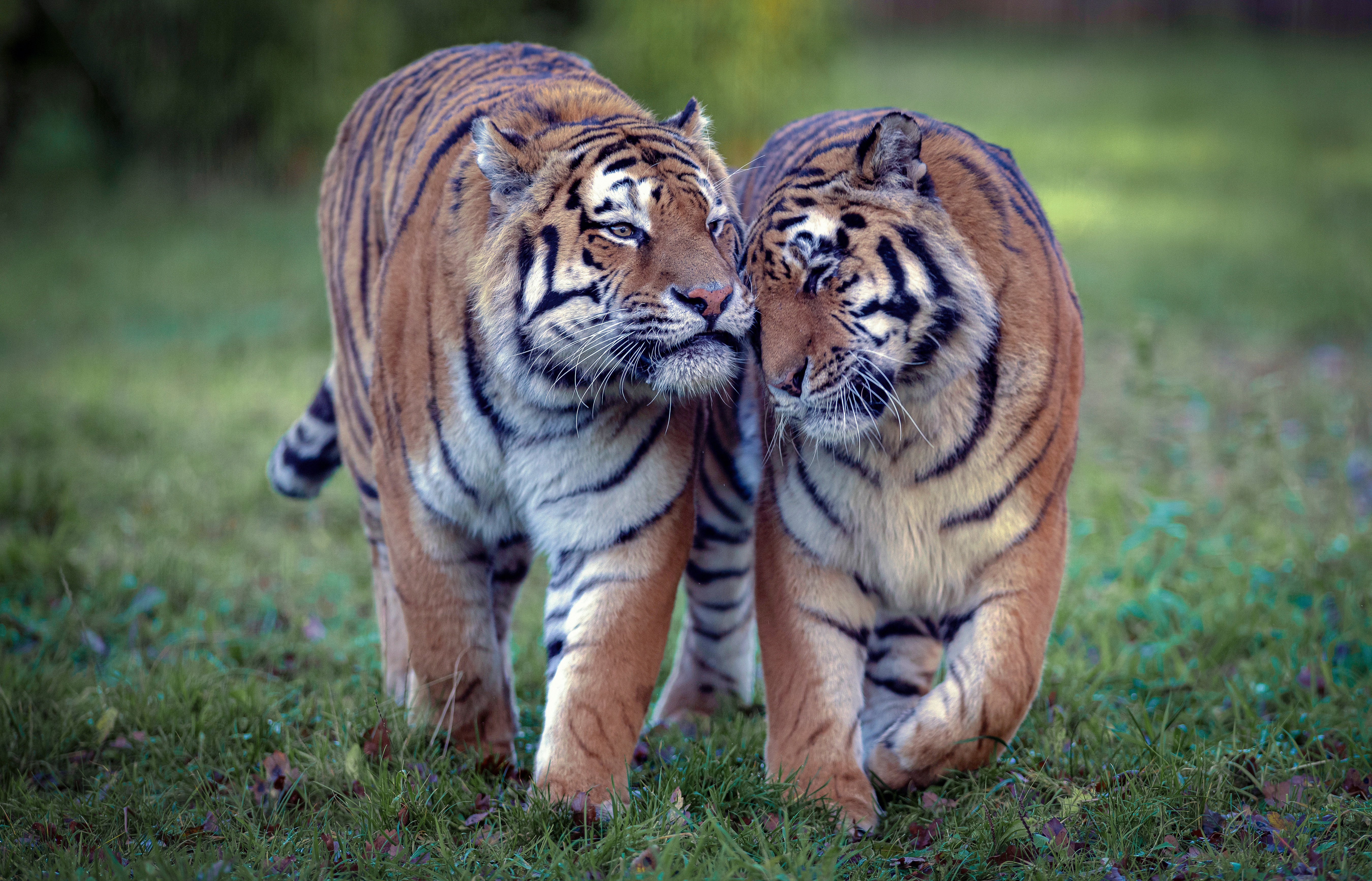 Free download wallpaper Cats, Tiger, Animal on your PC desktop