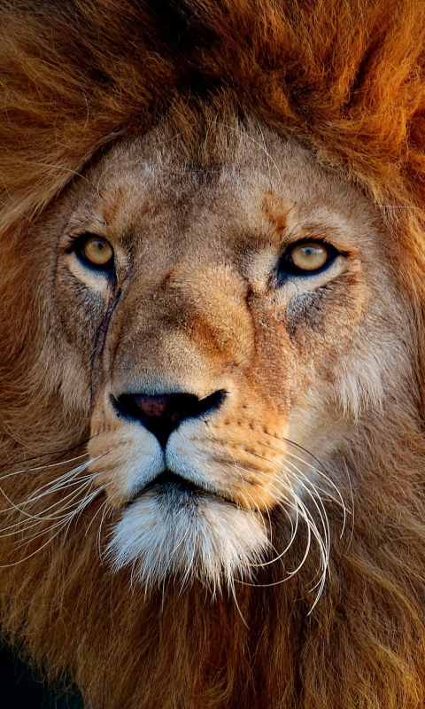 Download mobile wallpaper Cats, Lion, Animal, Stare for free.