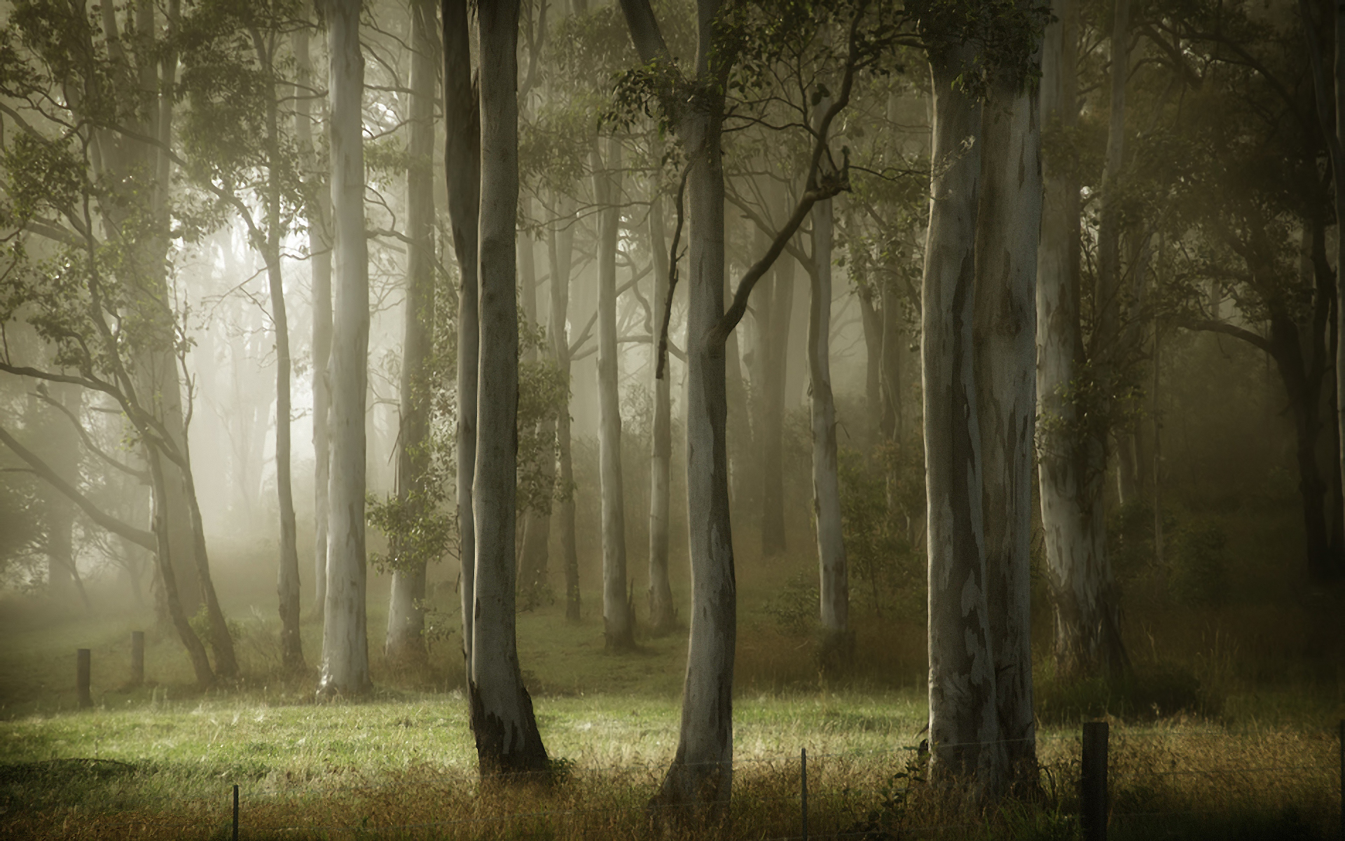 Laden Sie das Bäume, Landschaft-Bild kostenlos auf Ihren PC-Desktop herunter