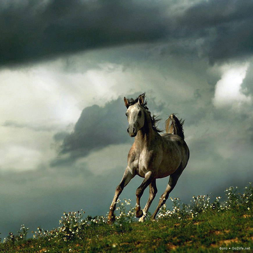horses, animals High Definition image