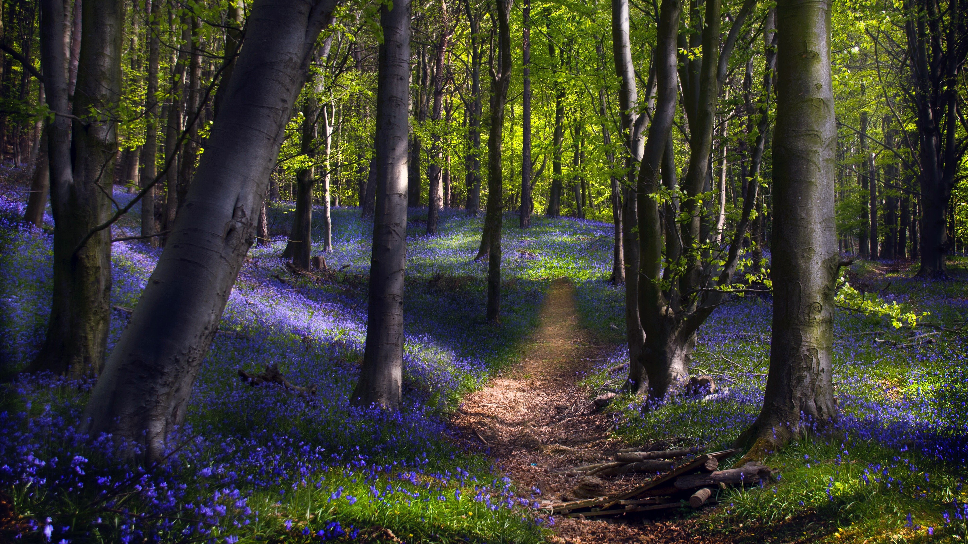 Descarga gratuita de fondo de pantalla para móvil de Naturaleza, Flor, Camino, Bosque, Tierra/naturaleza.