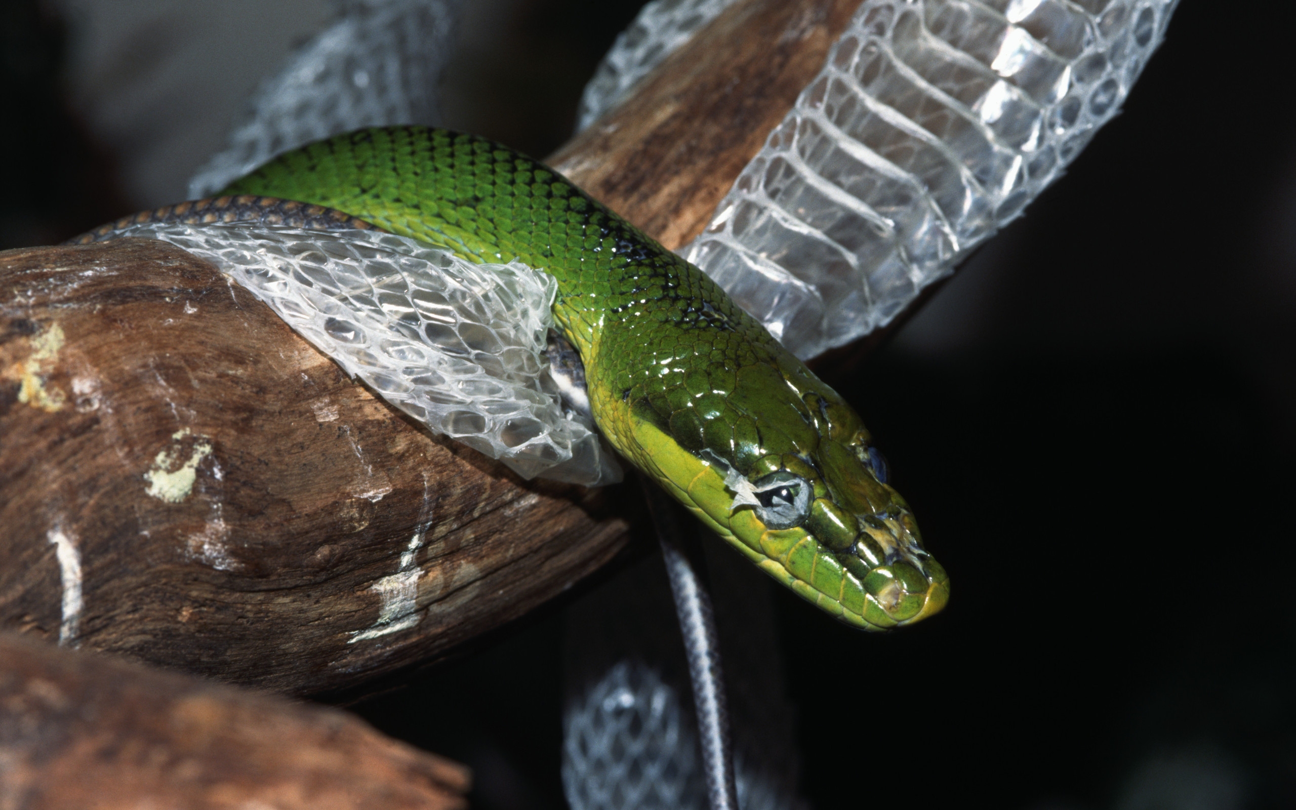 Free download wallpaper Snake, Reptiles, Animal on your PC desktop