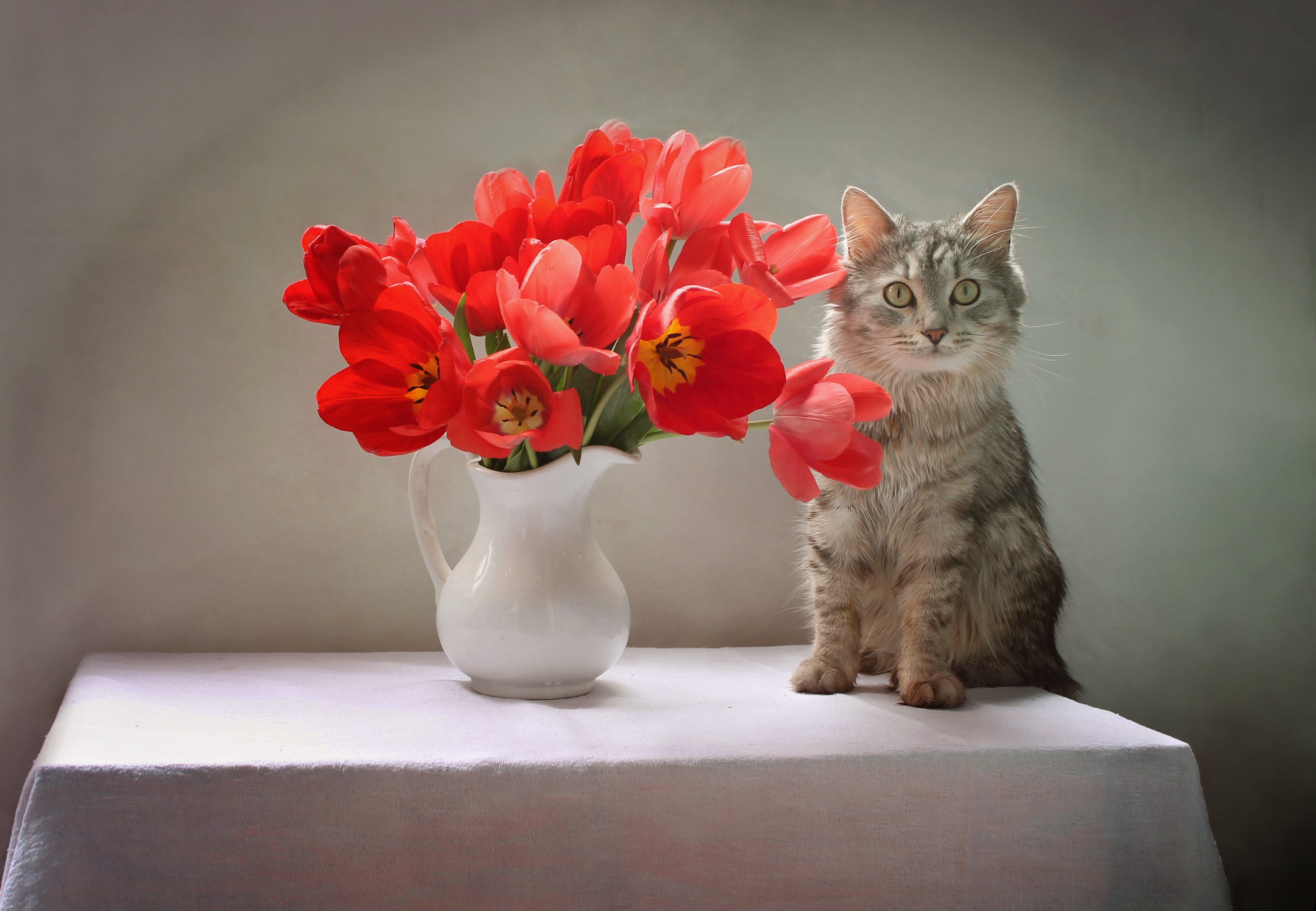 Скачать картинку Животные, Цветок, Кошка, Тюльпан, Кошки, Красный Цветок в телефон бесплатно.