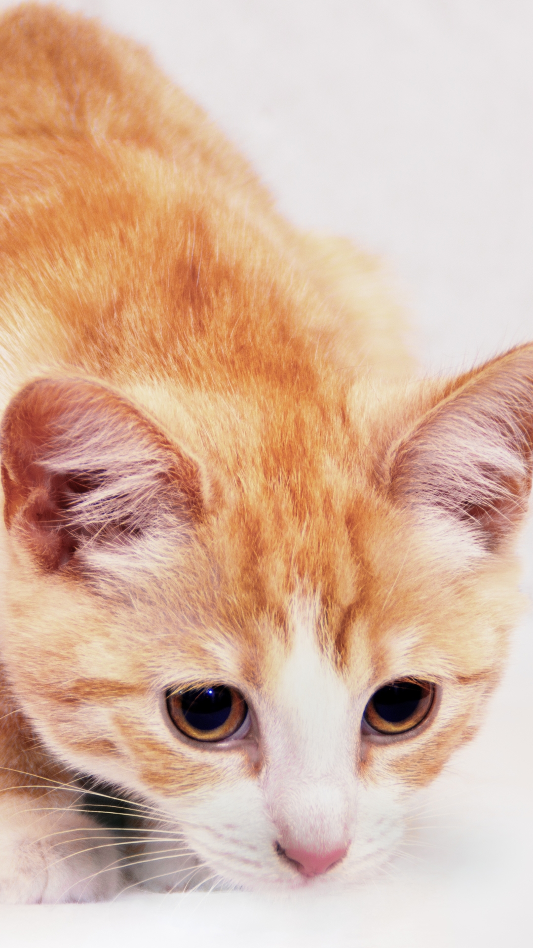 Download mobile wallpaper Cats, Cat, Close Up, Animal, Face for free.