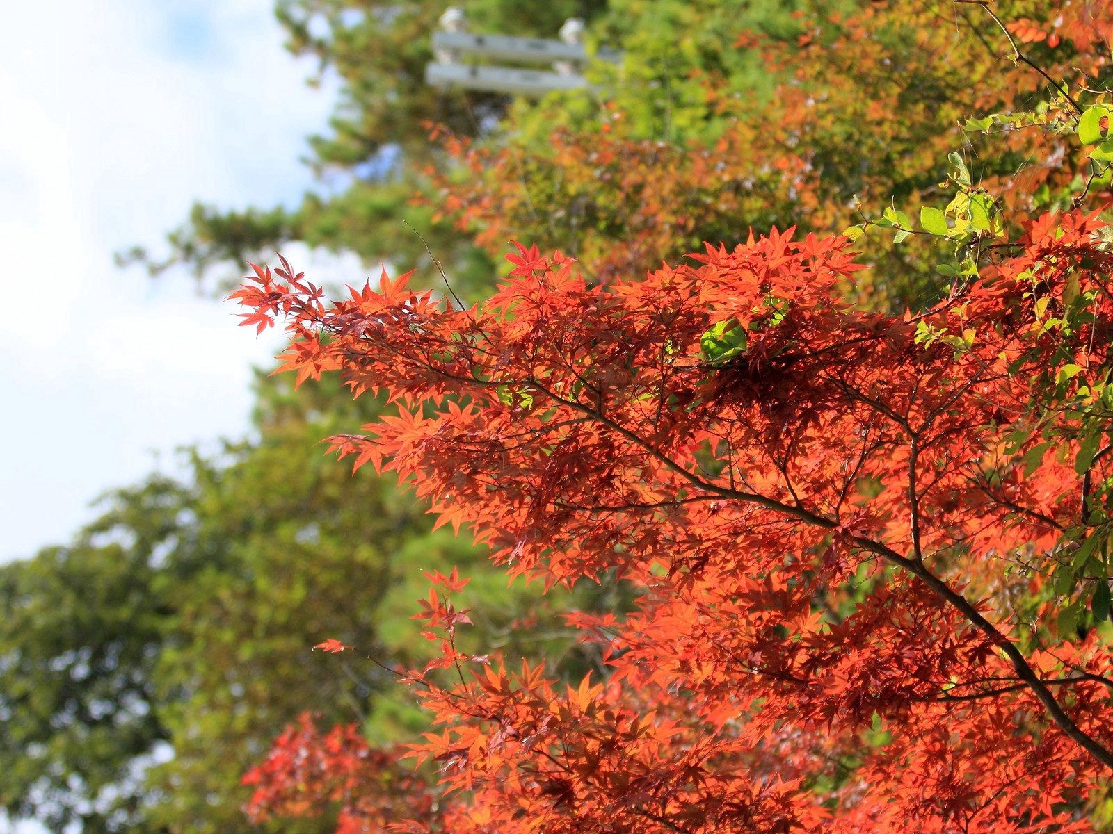 PCデスクトップに自然, ブランチ, 枝, 葉, 秋画像を無料でダウンロード