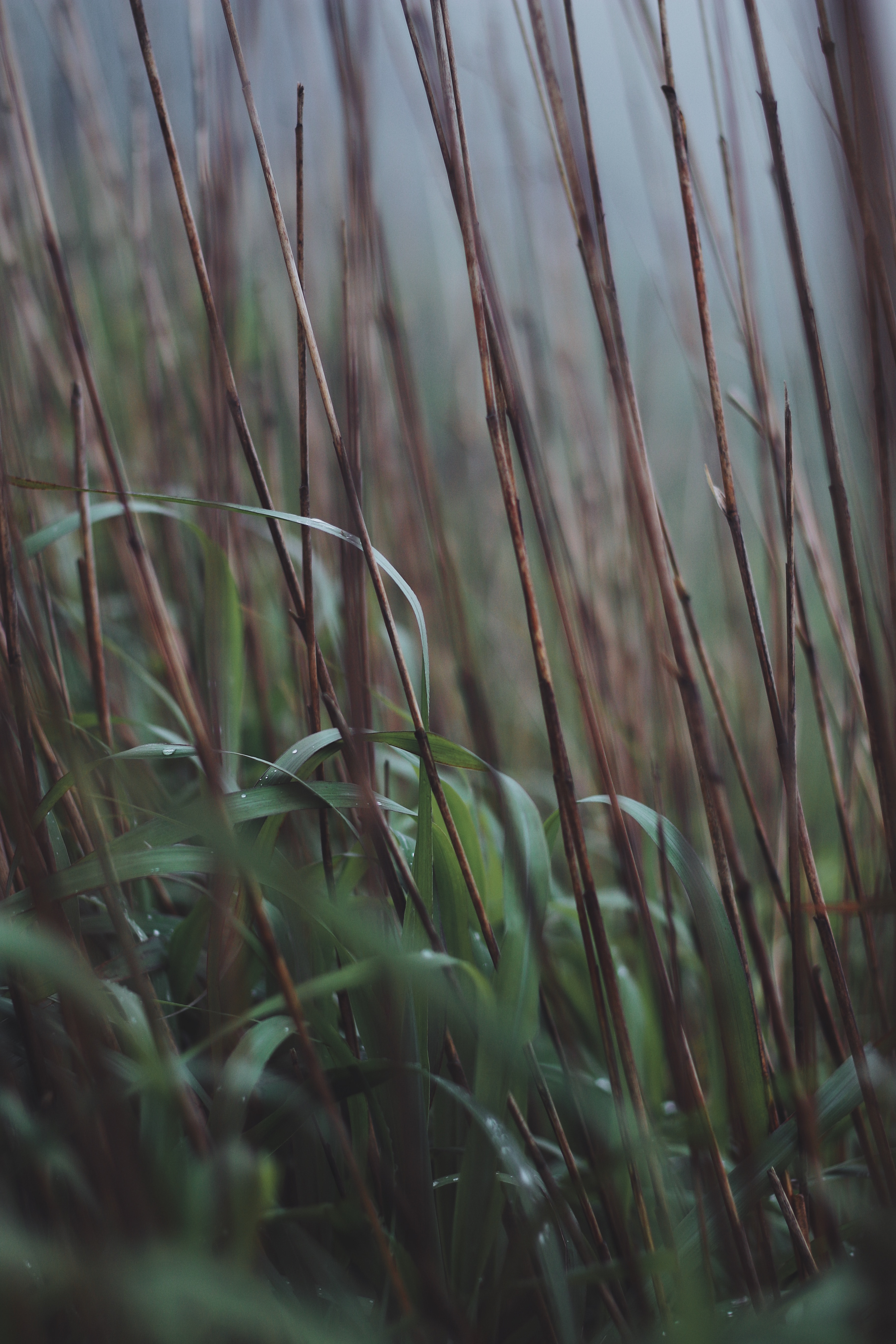 grass, macro, dry, dew, cane, stems, reed