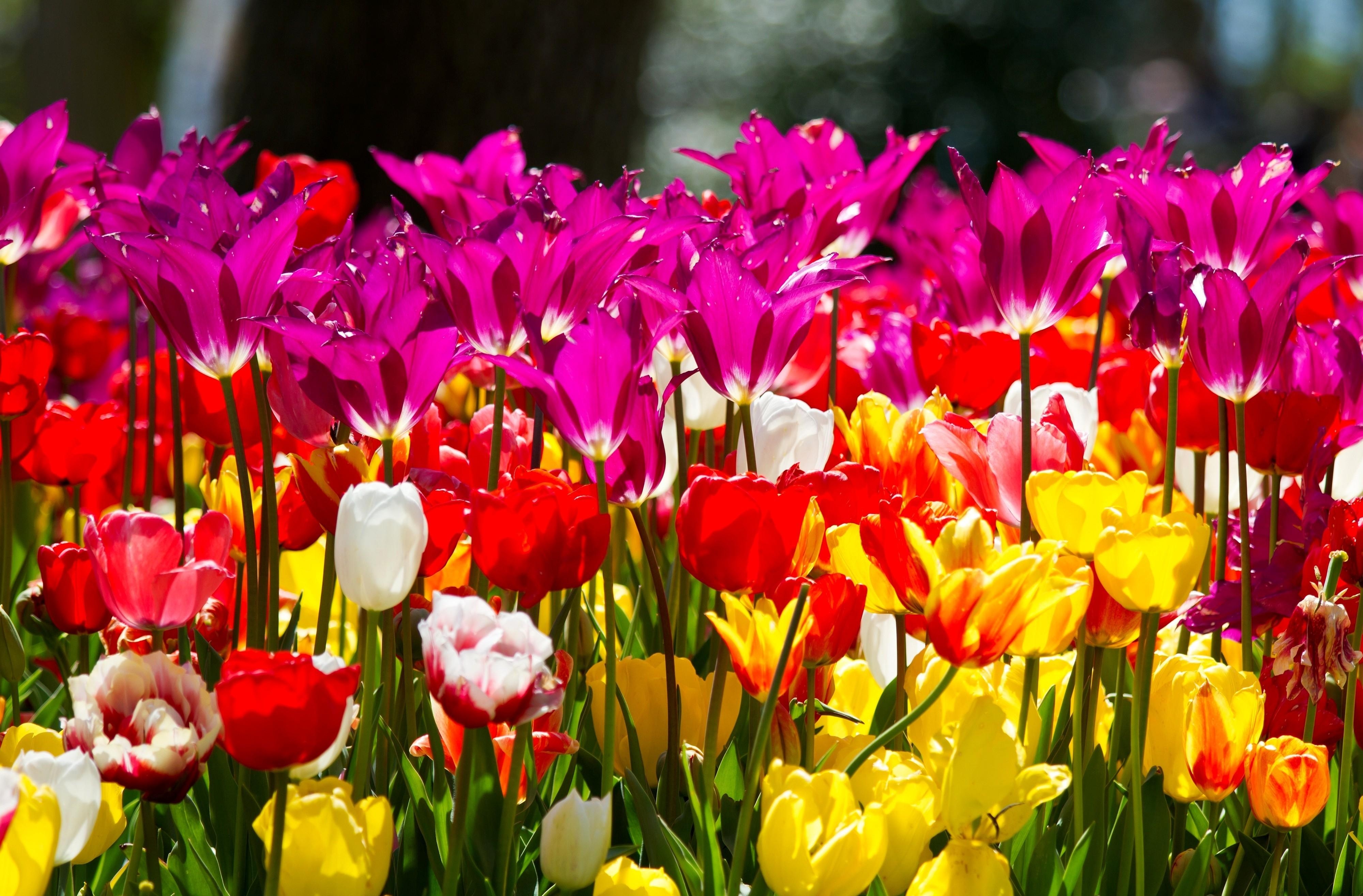 flowers, tulips, flower bed, flowerbed, different, sunny