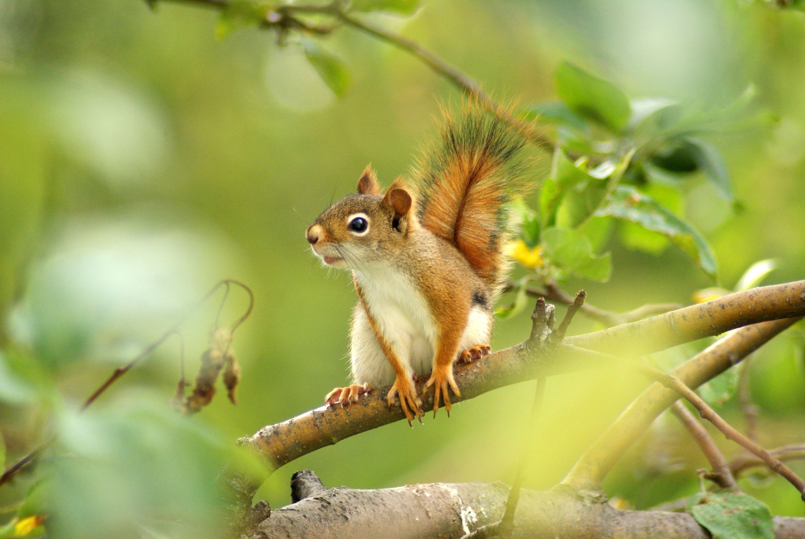 animals, sit, blur, squirrel, wood, tree, smooth, branch wallpapers for tablet
