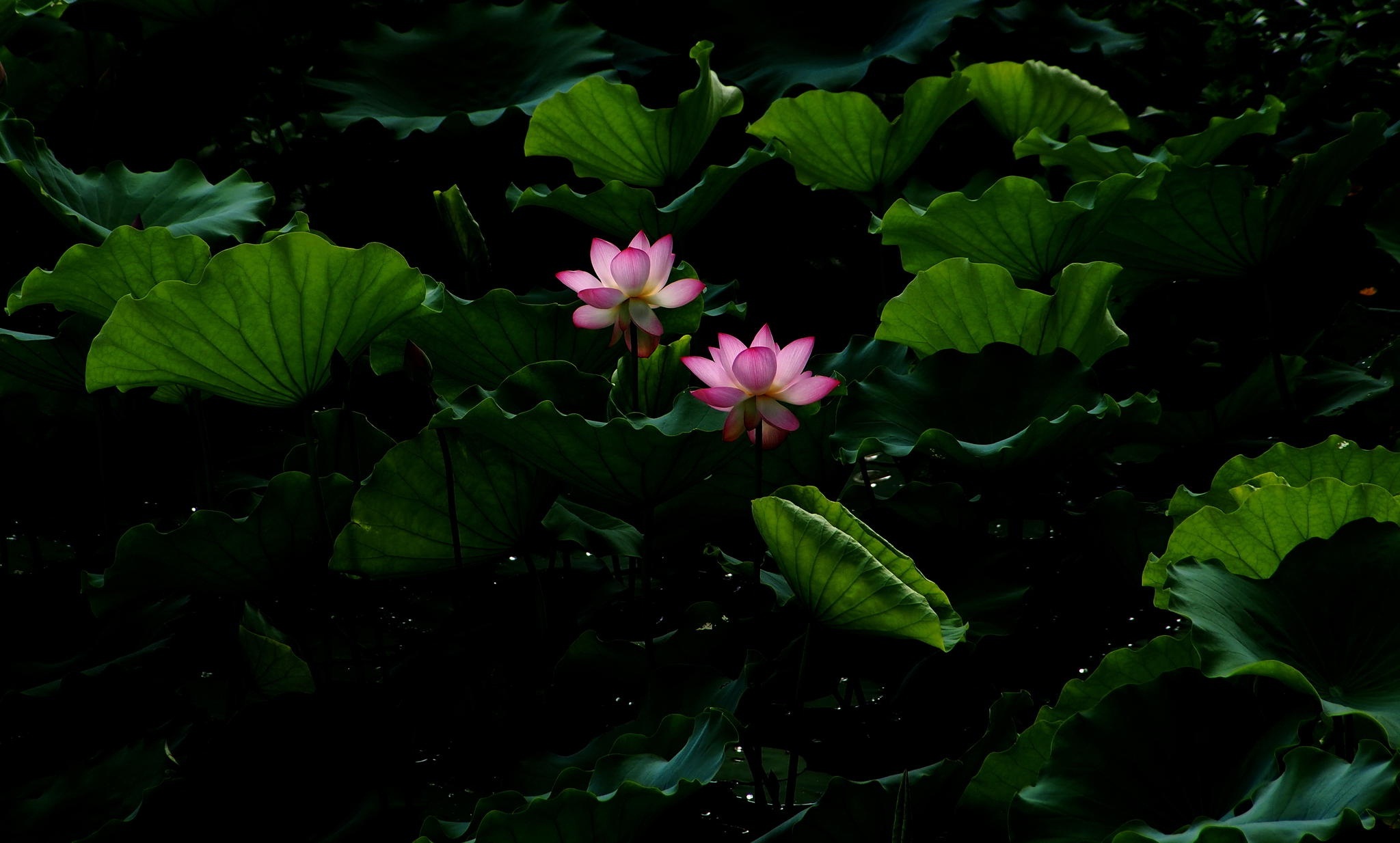 Download mobile wallpaper Flowers, Lotus, Flower, Leaf, Earth, Water Lily, Pink Flower for free.