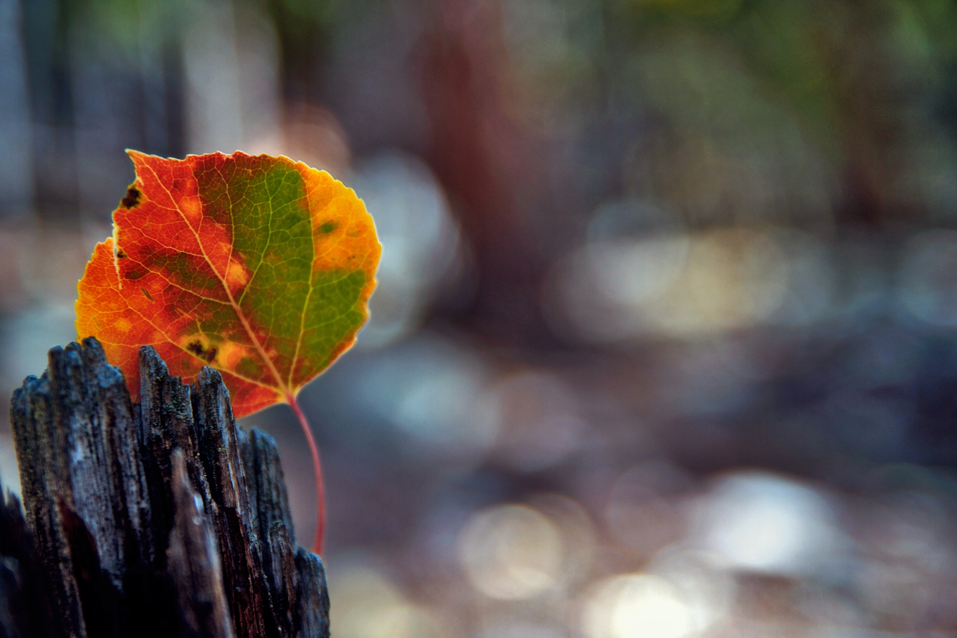 sheet, autumn, macro, glare, wood, tree, leaf, stains, spots, bark HD for desktop 1080p