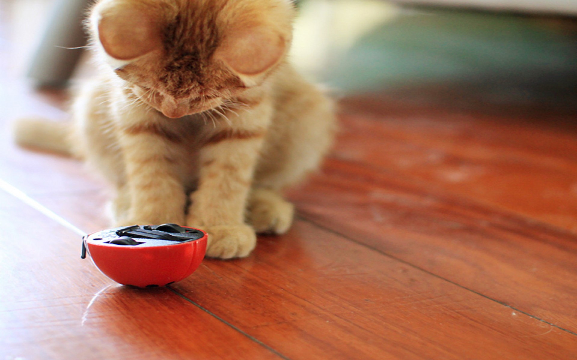 Baixe gratuitamente a imagem Gato, Gatos, Animais na área de trabalho do seu PC