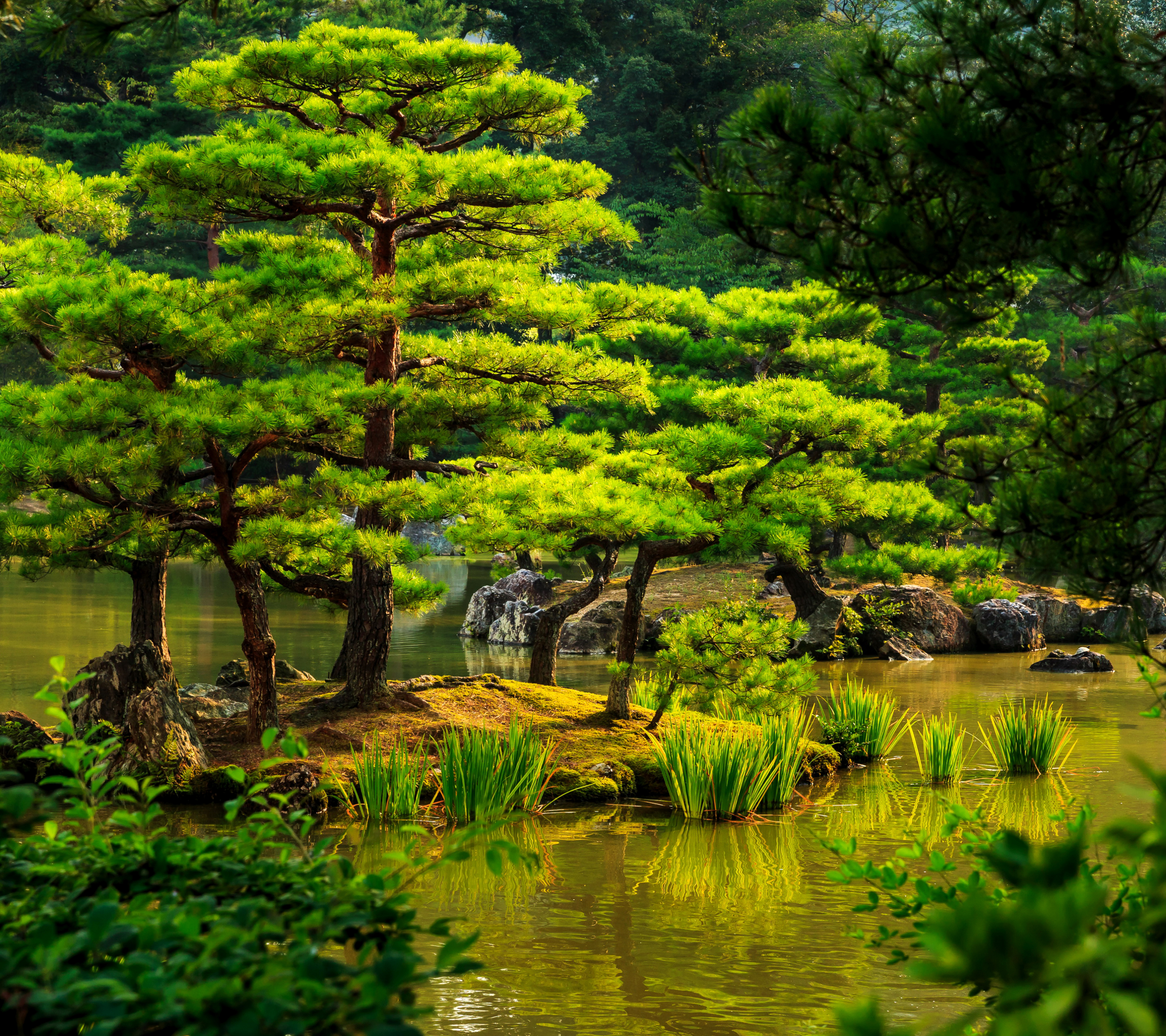 Скачать картинку Дерево, Зеленый, Сад, Пруд, Сделано Человеком, Японский Сад в телефон бесплатно.