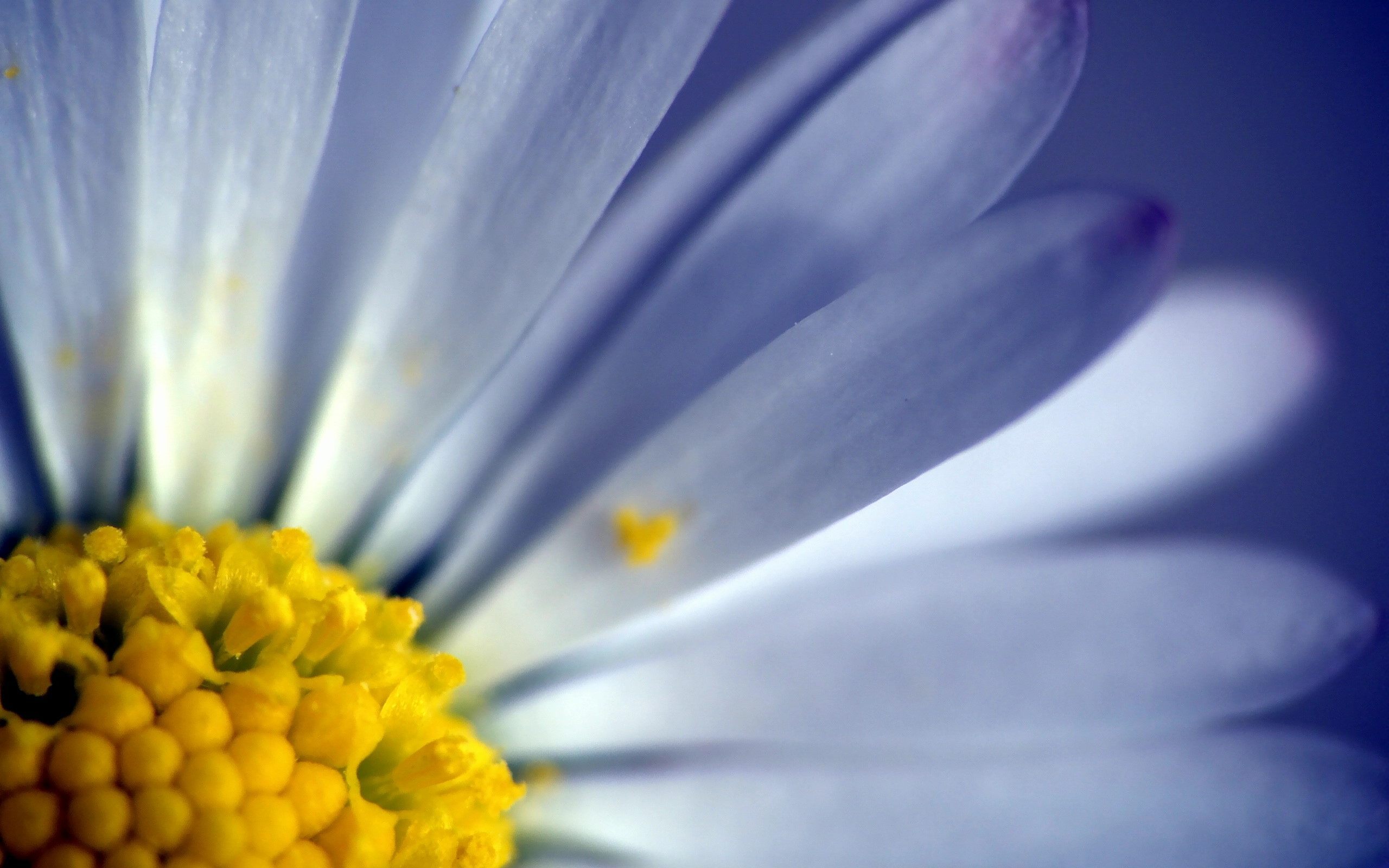 Laden Sie das Blume, Erde/natur-Bild kostenlos auf Ihren PC-Desktop herunter