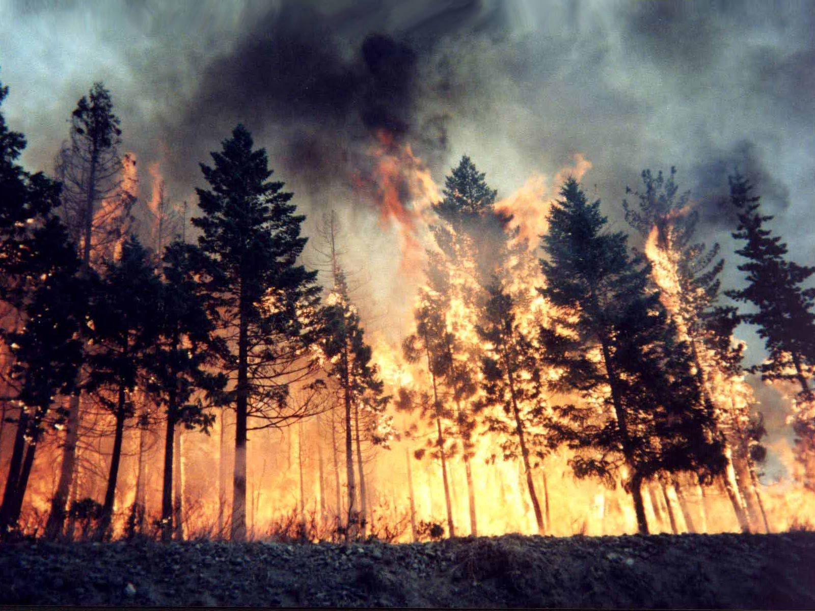 89347 скачать картинку пожар, природа, деревья, огонь, лес, стихия - обои и заставки бесплатно