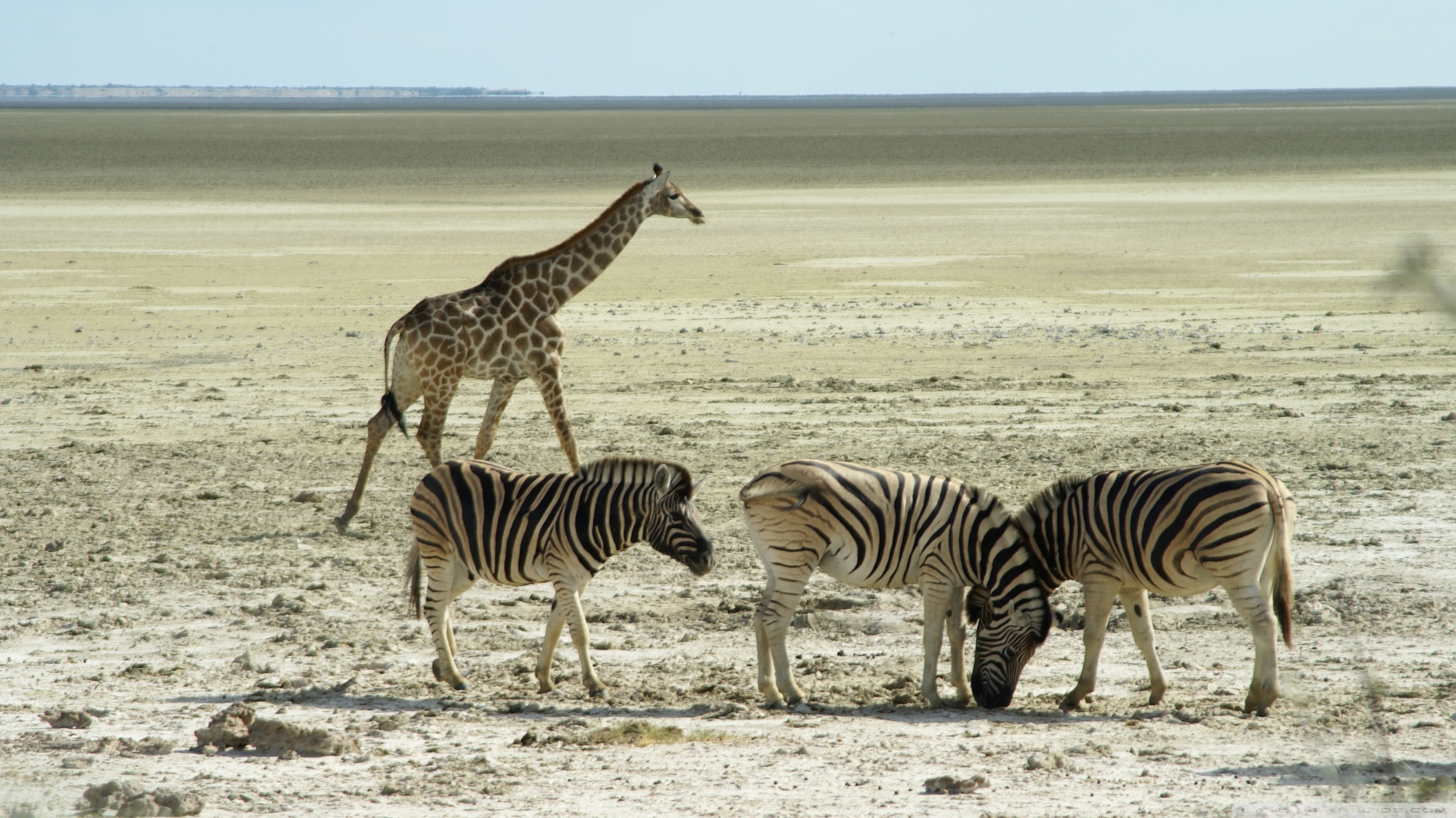 Handy-Wallpaper Tiere, Giraffe, Zebra kostenlos herunterladen.