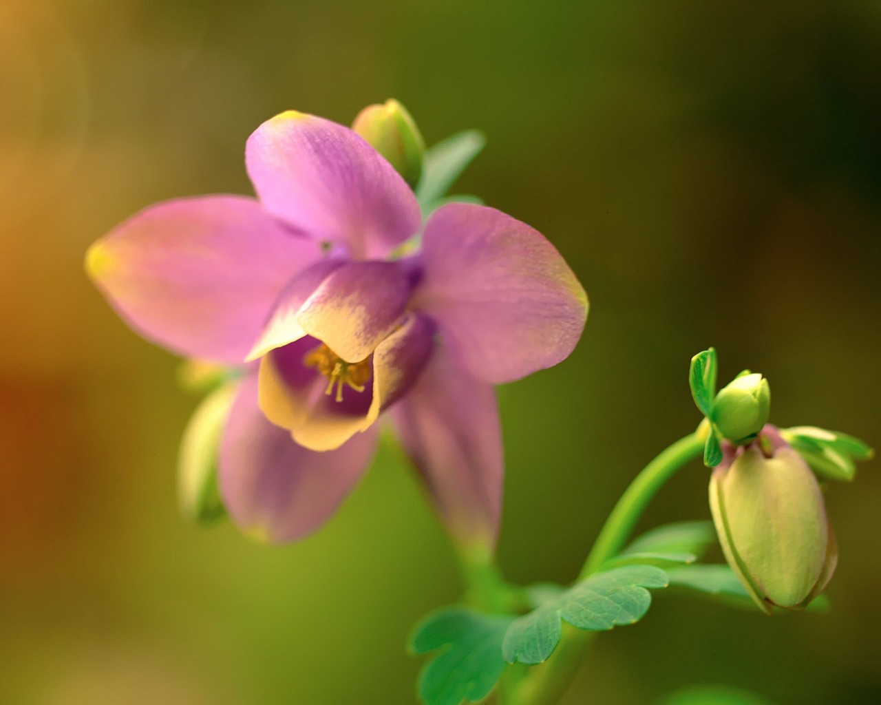 Laden Sie das Blume, Erde/natur-Bild kostenlos auf Ihren PC-Desktop herunter